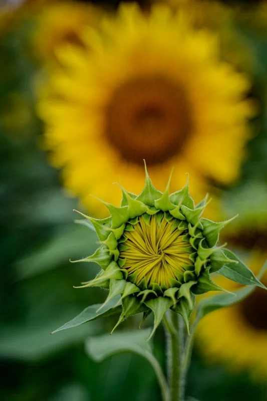 (3) 3. Bob - Flowers.jpg
