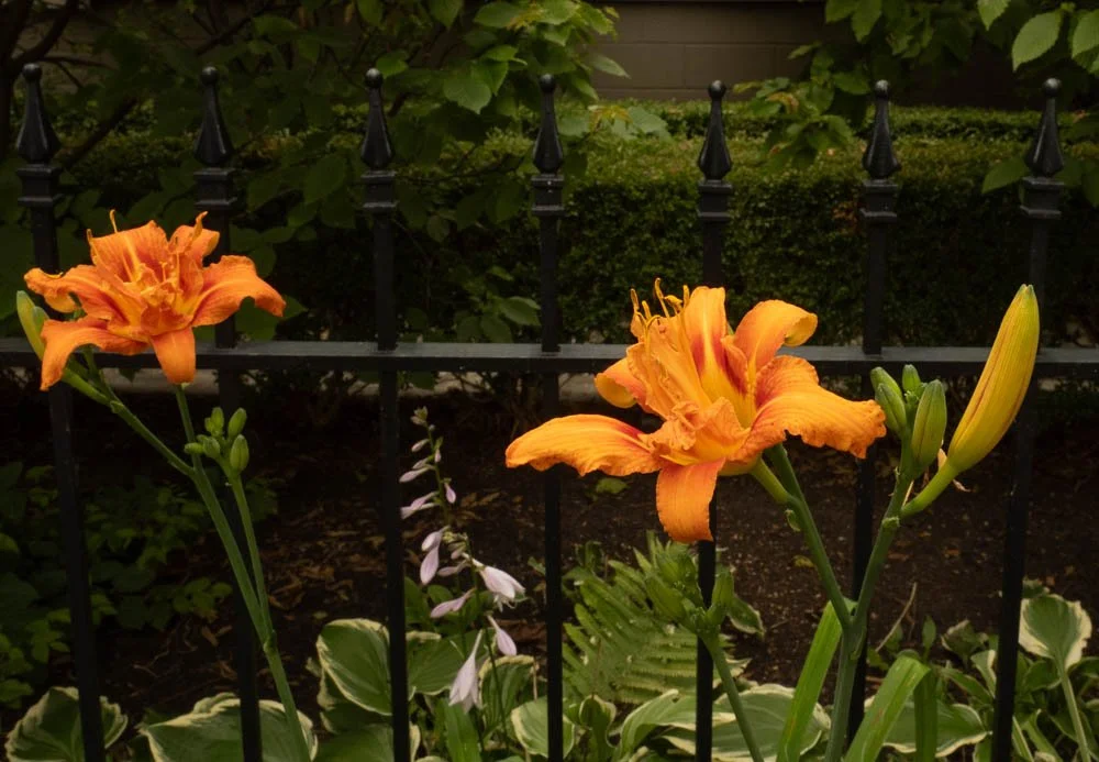 (5) 3. Kathy - Flowers.jpg