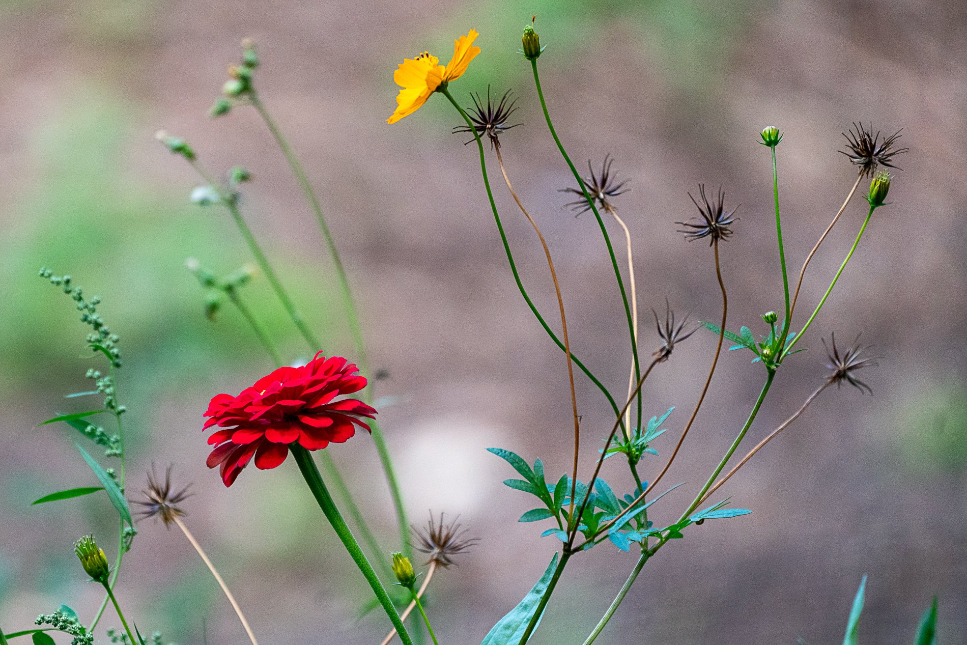 (4) 3. Doug - Flower.jpg