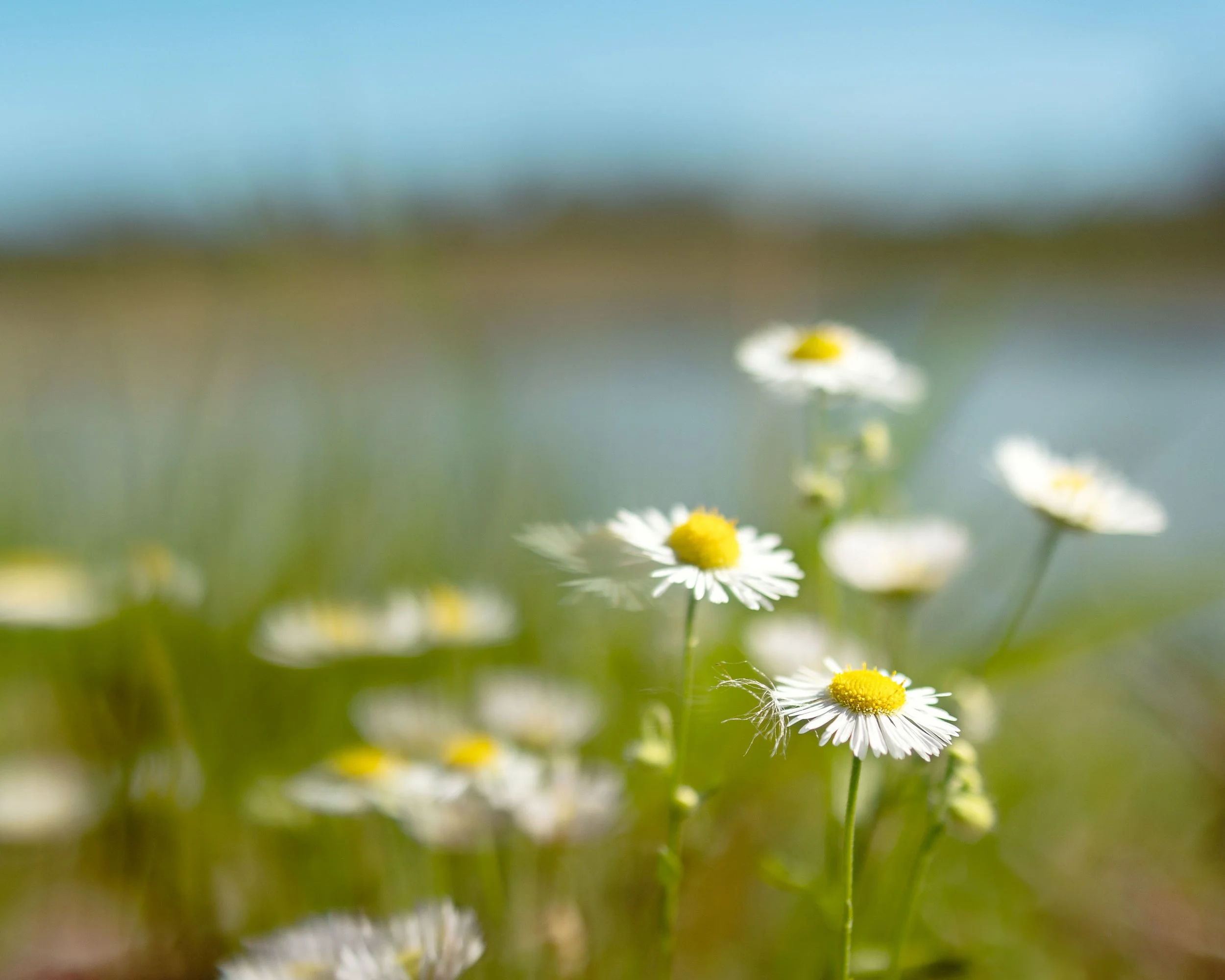 (8) 3. Charese - Flowers.jpg