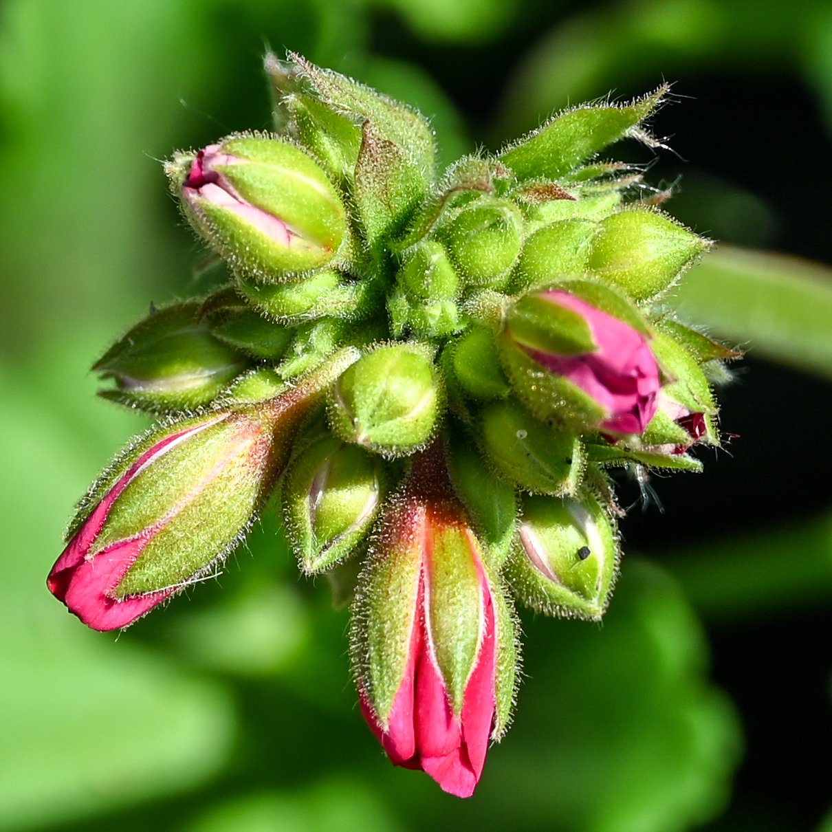 (7) 3. Erick - Flowers.jpg