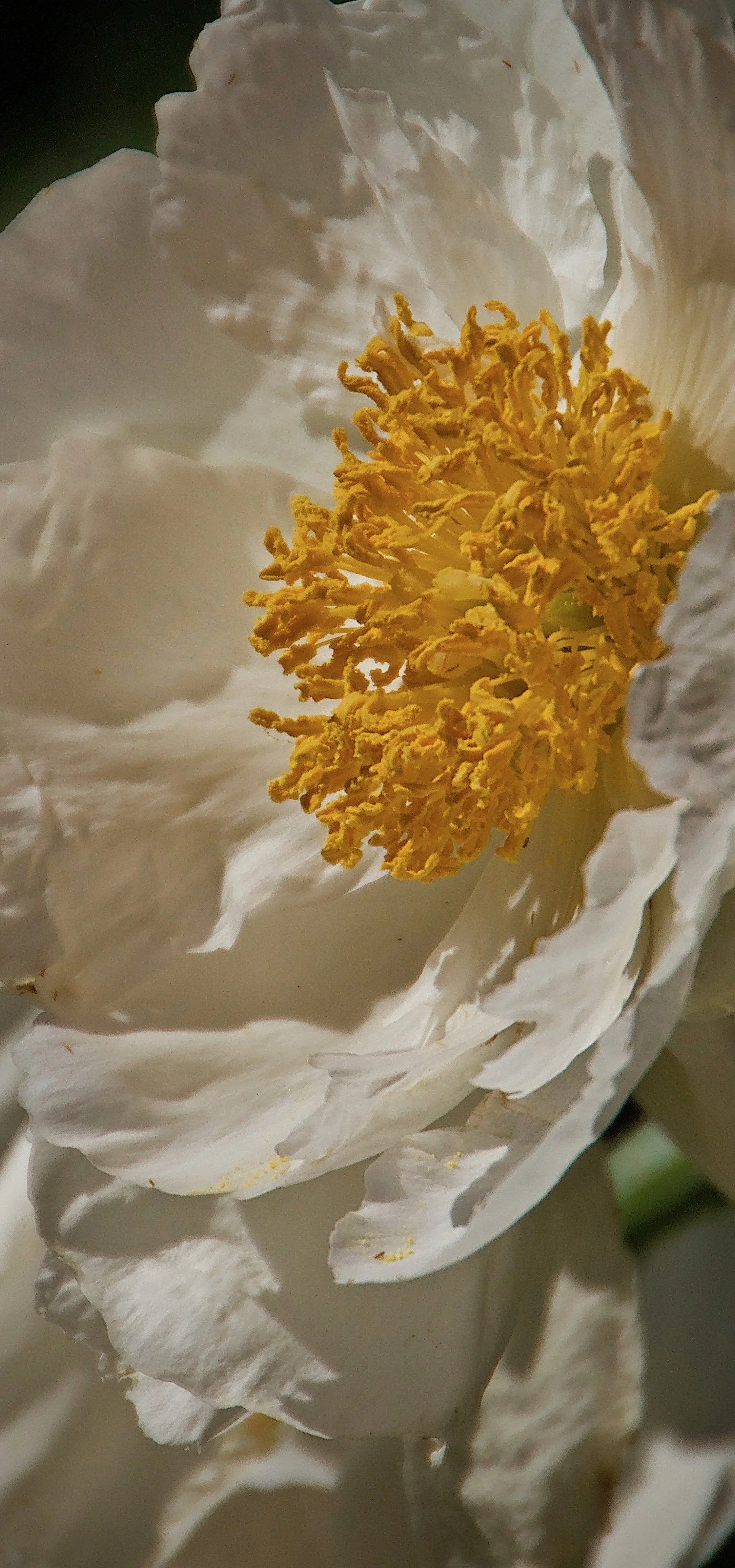 (10) 3. Glen - Flowers.jpg