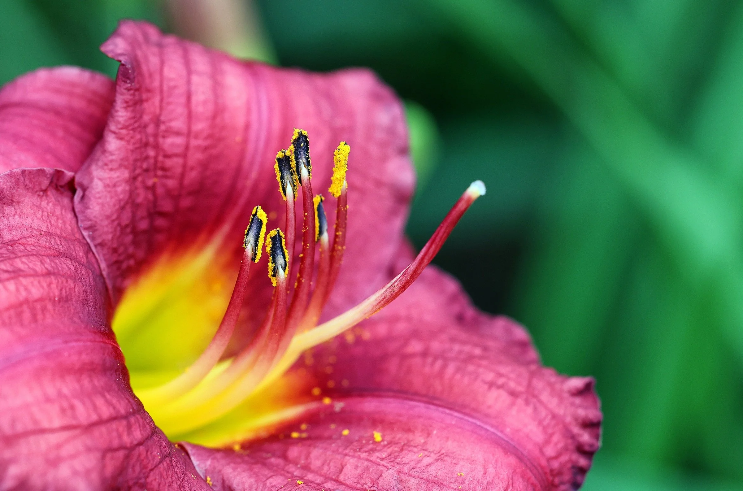 (1) 3. Trish - Flowers.jpg