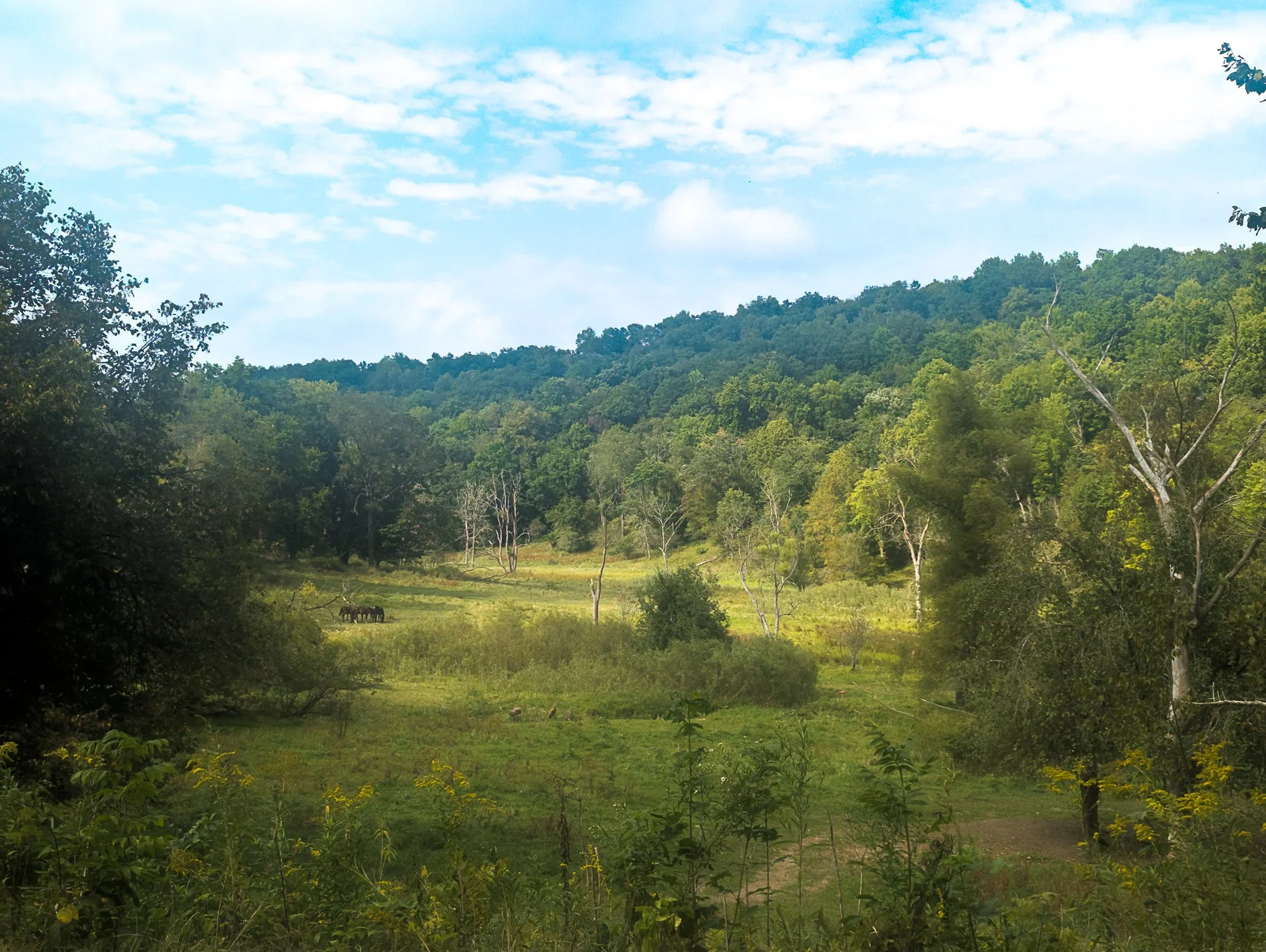 (3) 4 .Doug - Landscape.jpg