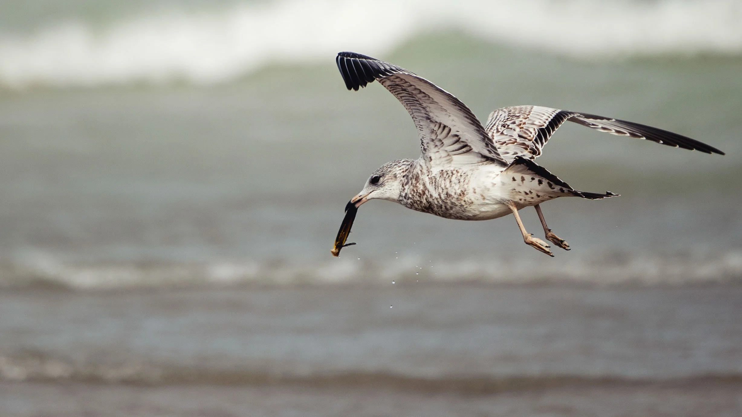 (4) 7. Charese - Birds.jpg