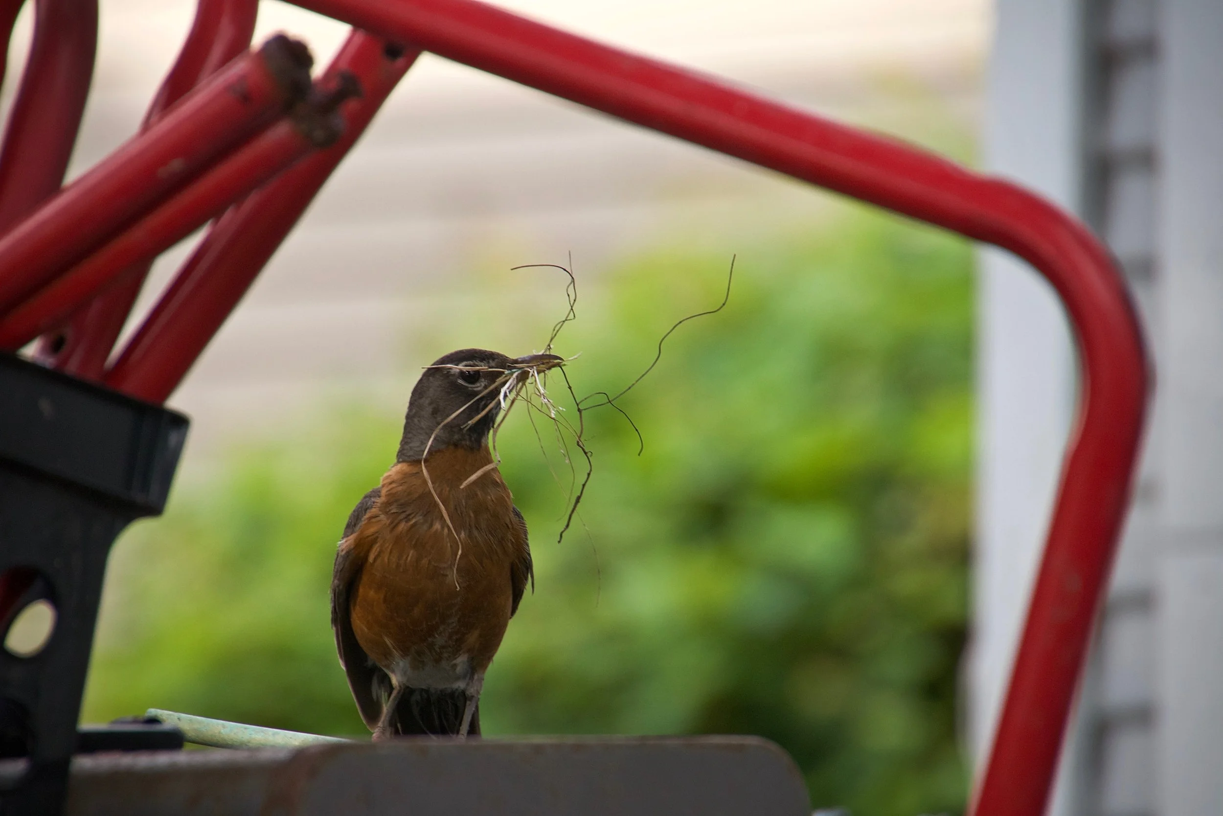 (6) 7. Glen - Birds.jpg