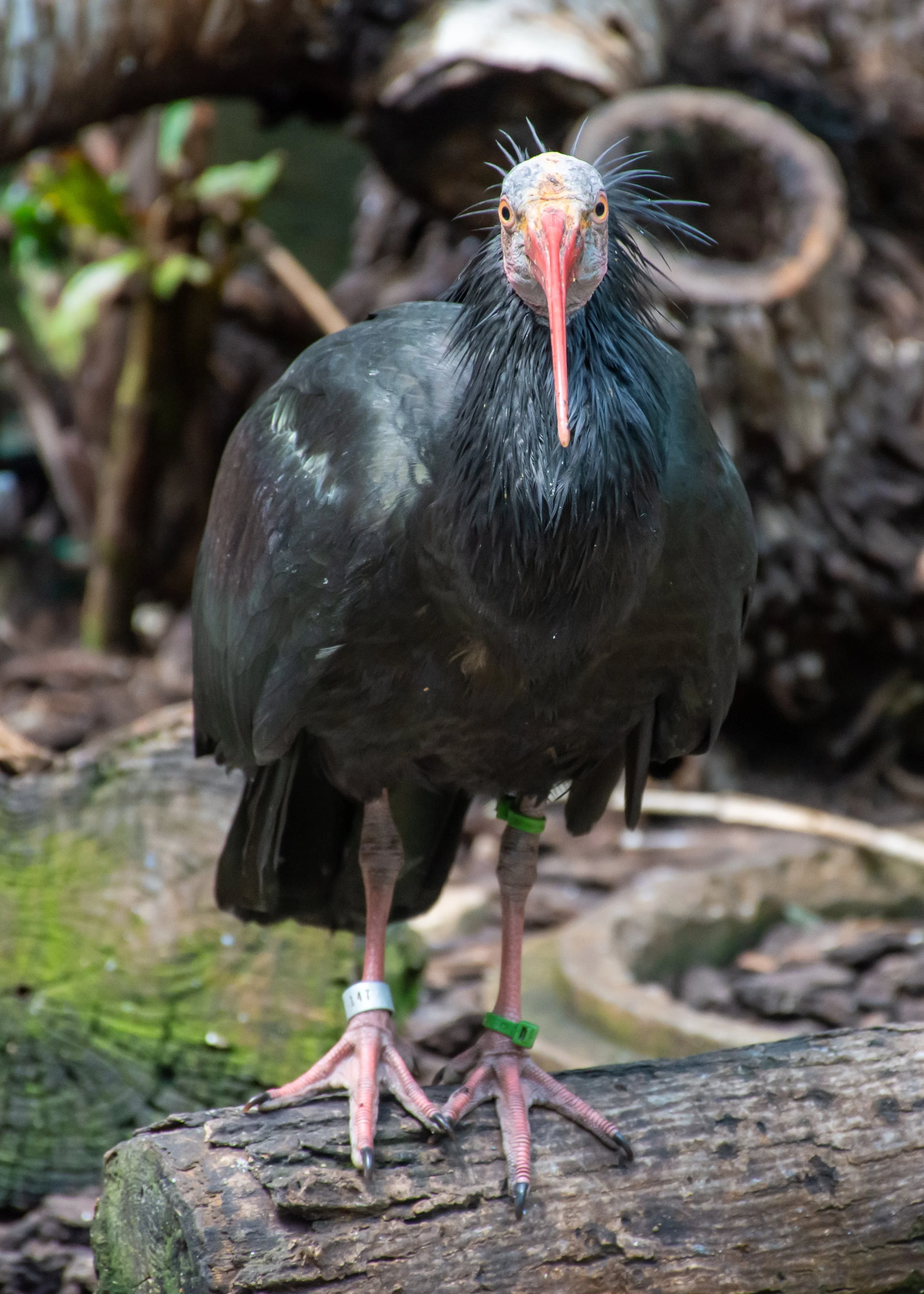 (5) 7. Erick - Birds.jpg