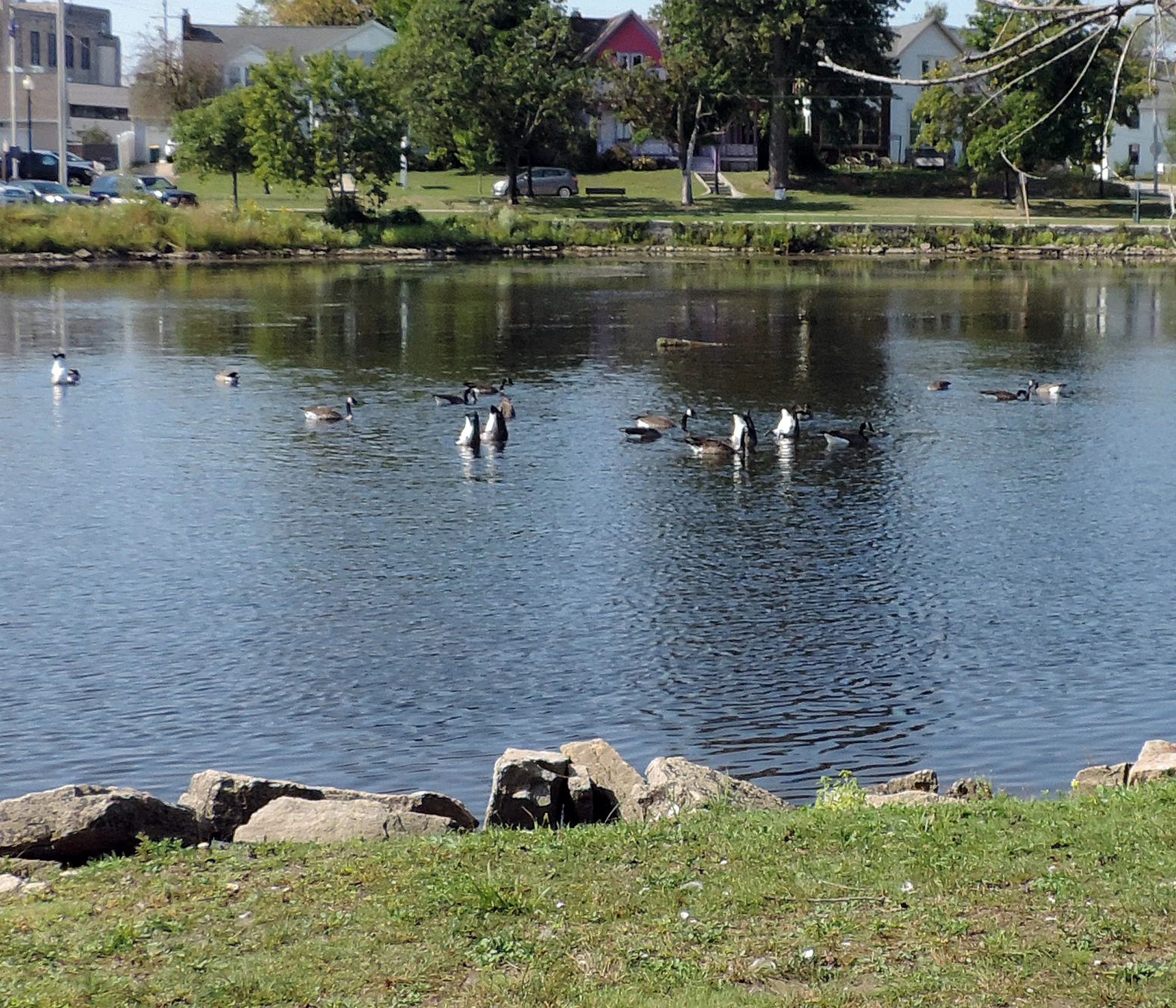(7) 7. Chris -  Birds.jpg