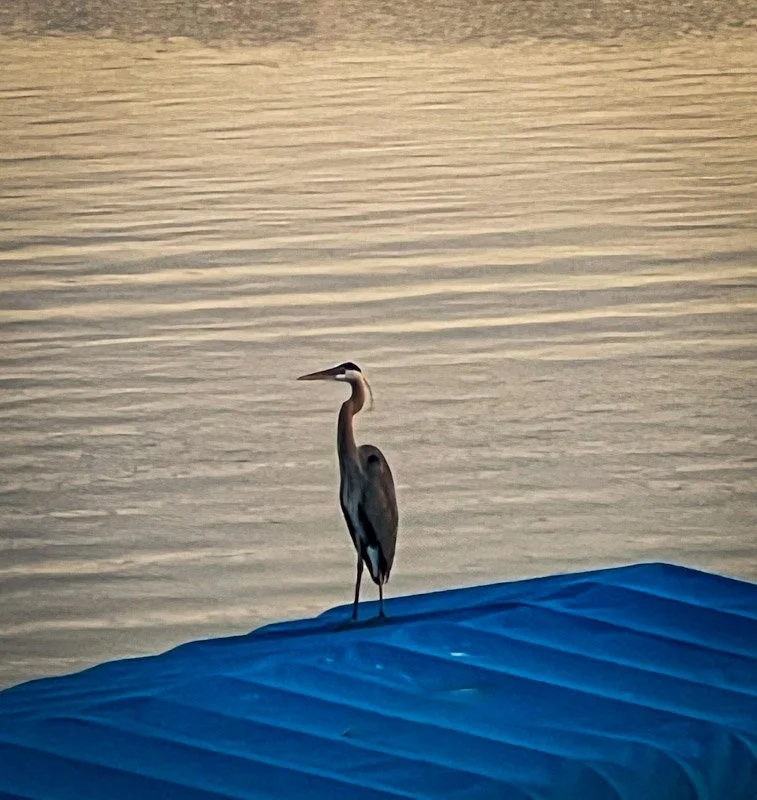 (8) 7. Bob - Birds.jpg