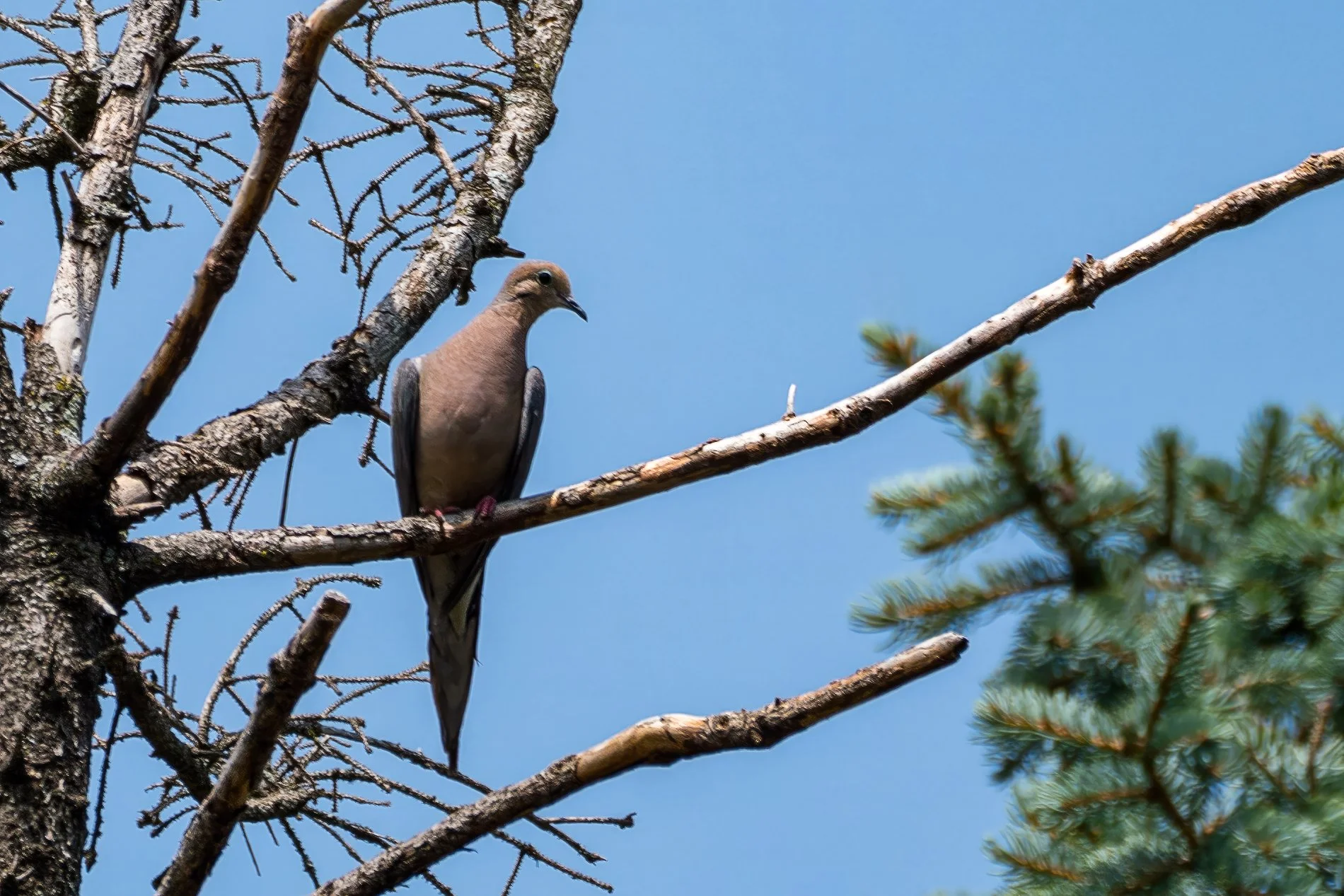 (1) 7. Doug - Bird.jpg