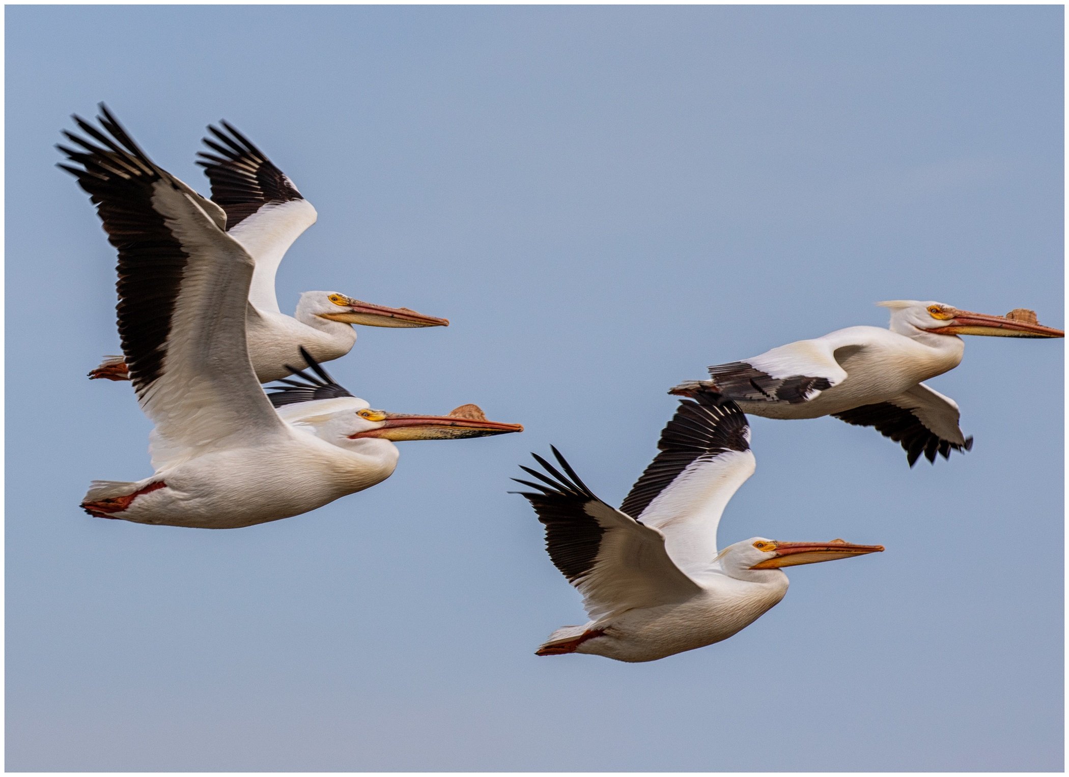 (3) 7. Trish - Birds.jpg