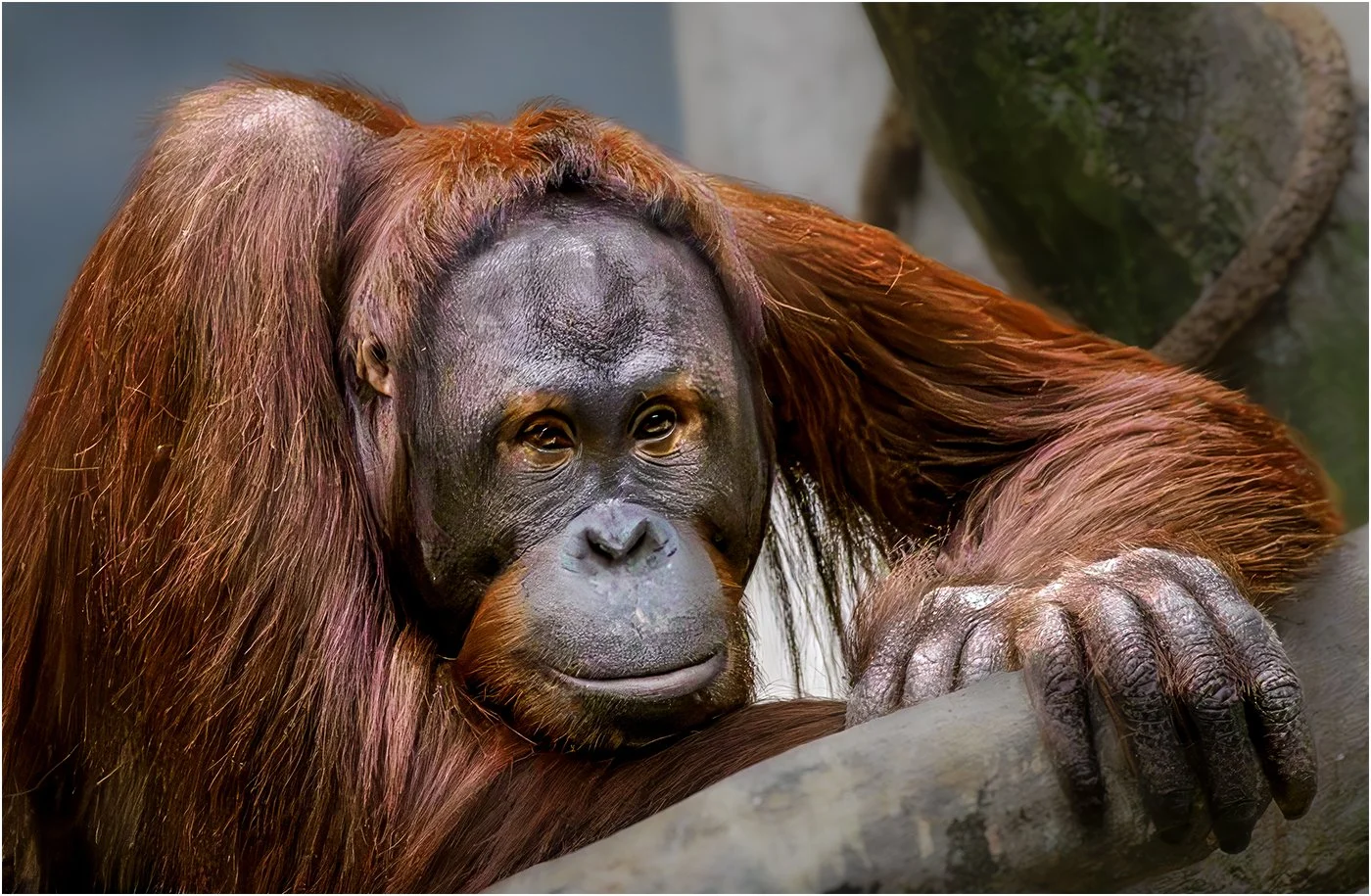 (5) 8.  Dan - Aminals.jpg