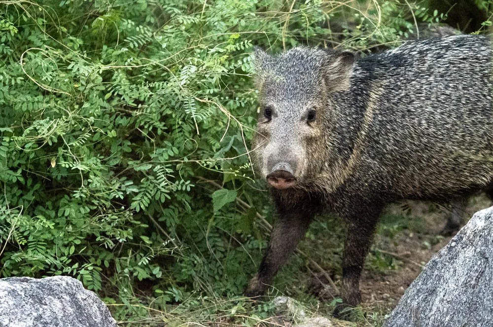(8) 8. Kathy - Animals.jpg