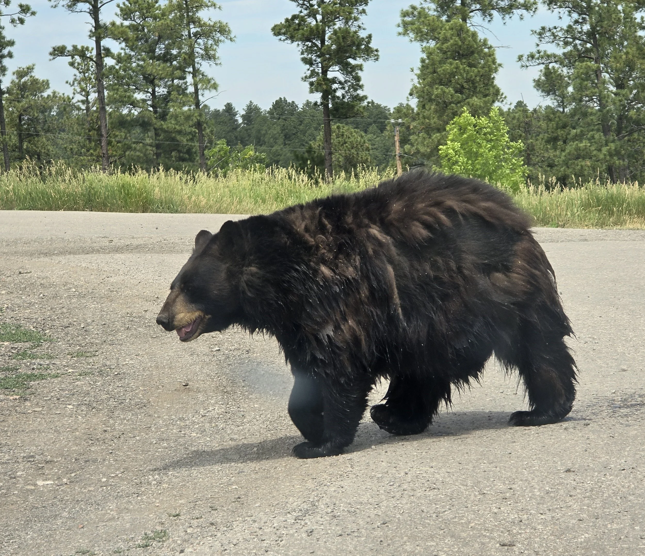 (9) 8. Peggy - Animal.jpg