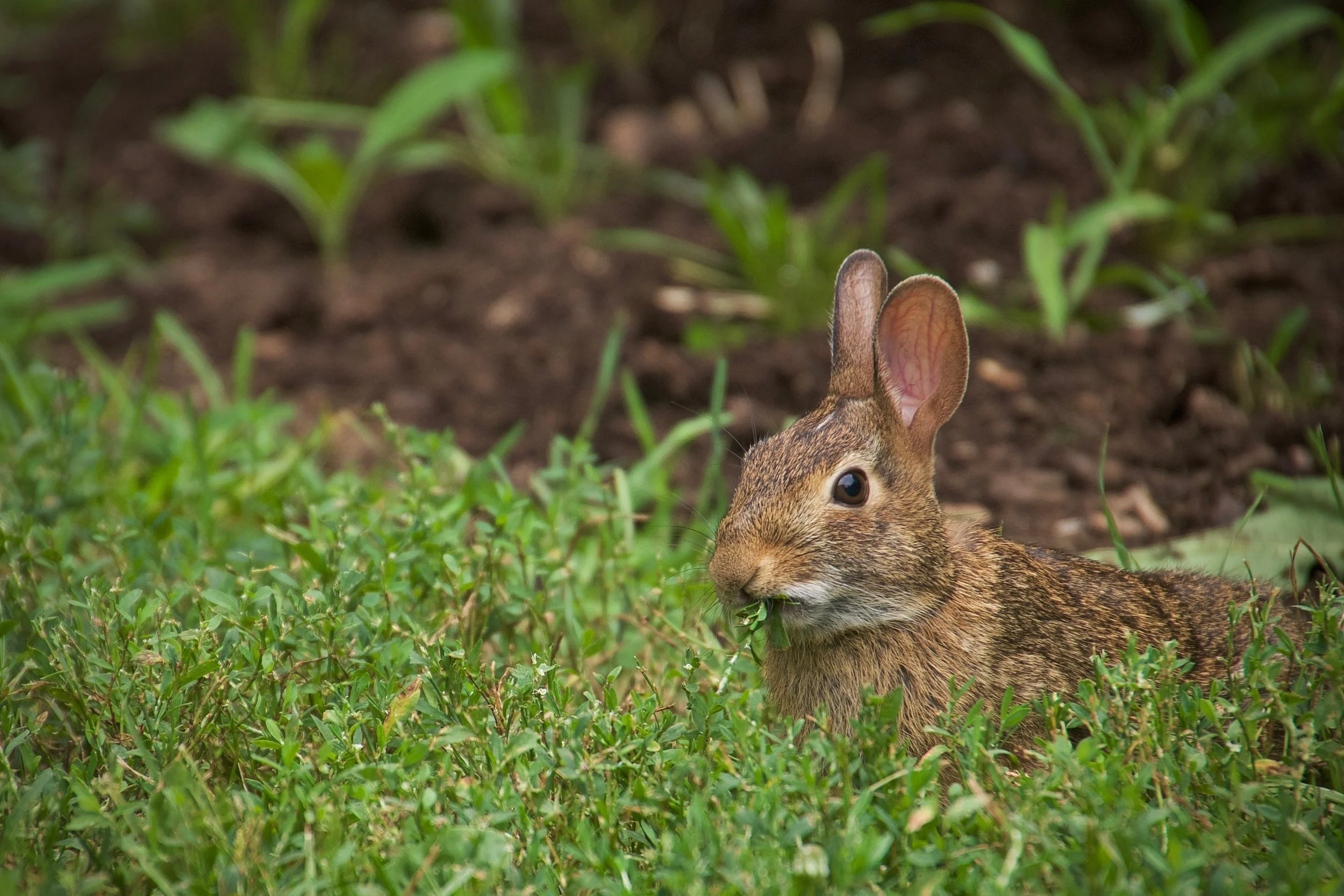 (1) 8. Glen - Animals.jpg