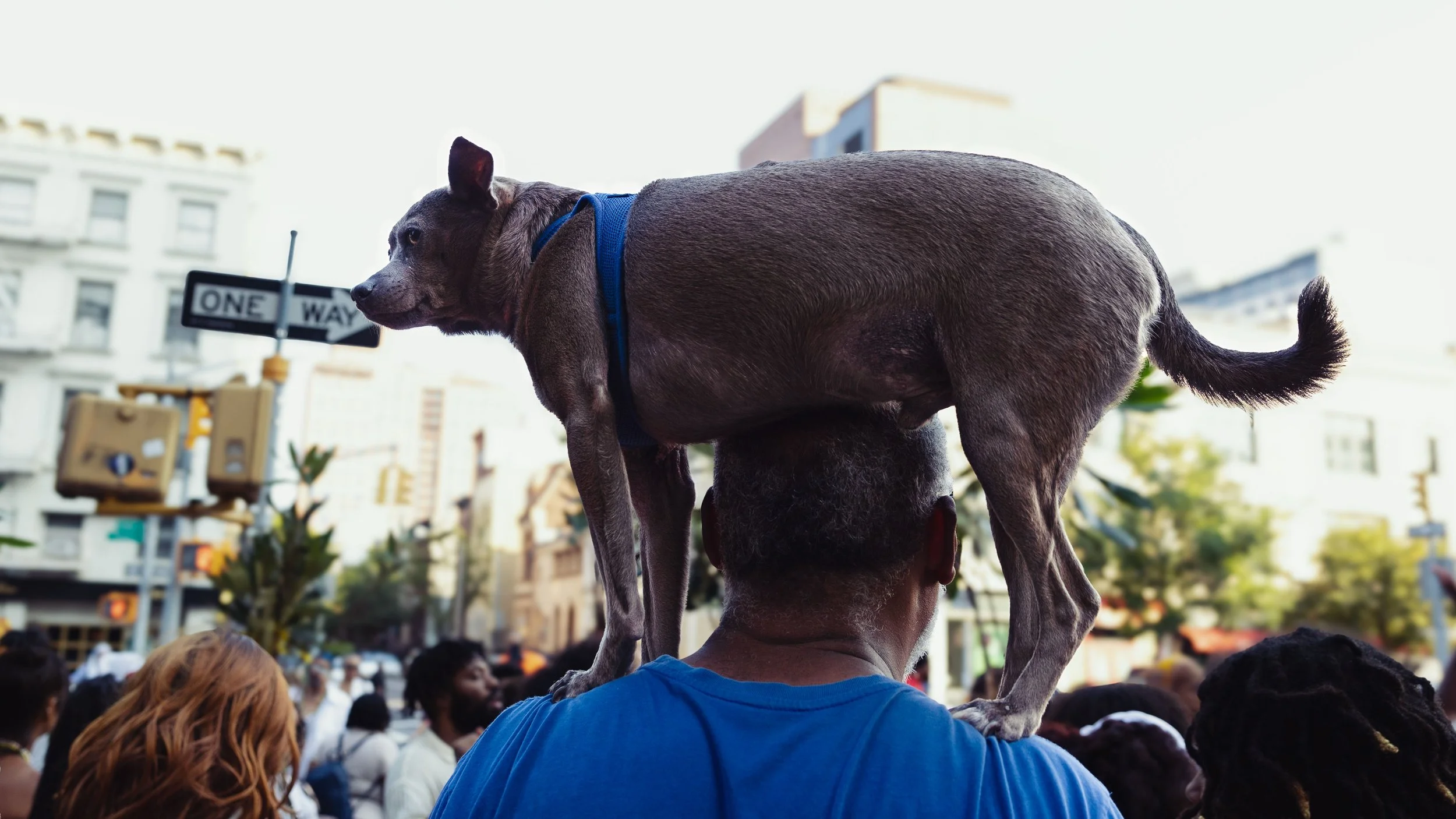 (2) 8. Charese - Animals.jpg