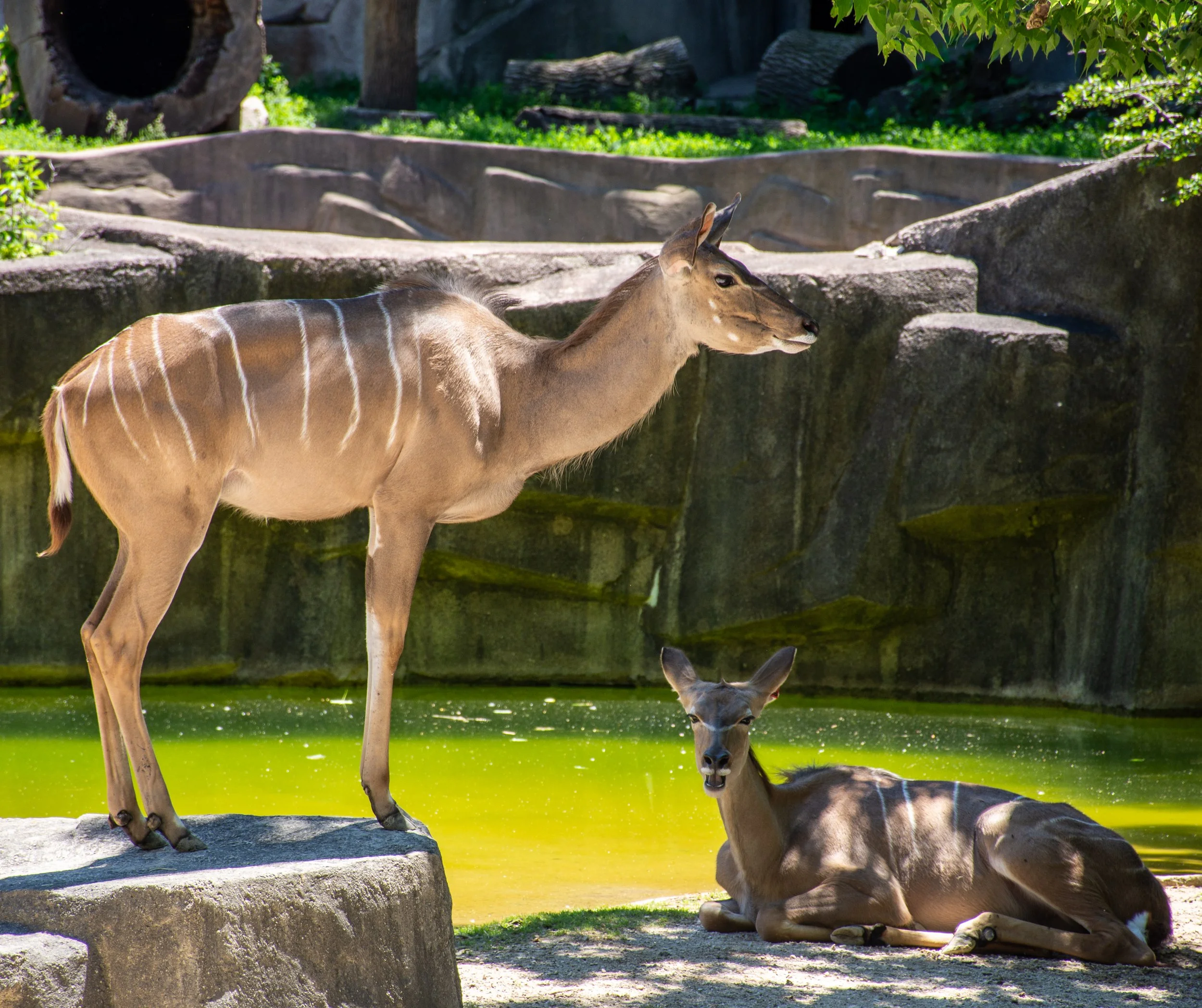 (10) 8. Erick - Animals.jpg