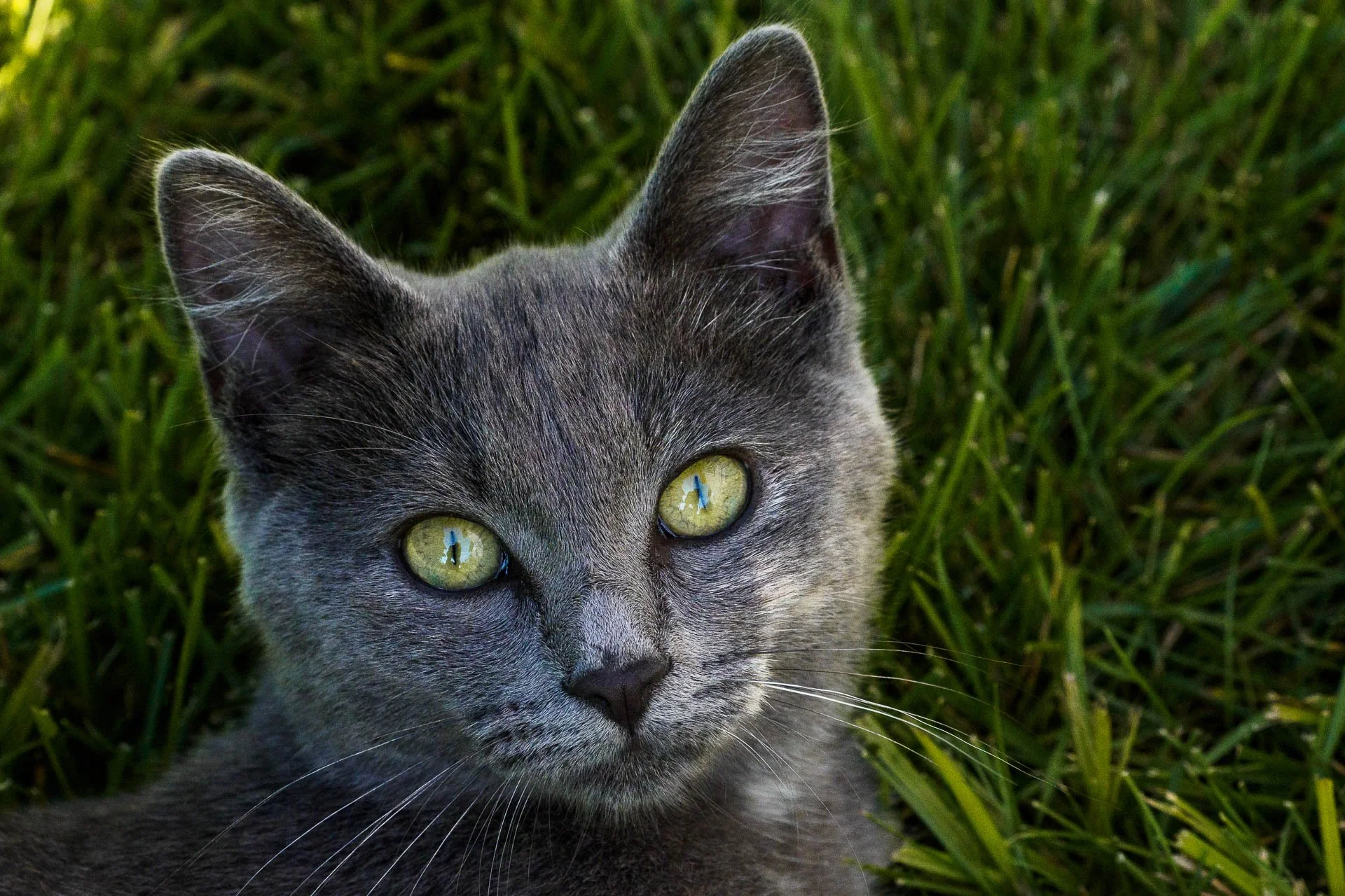 3. Kathy Mammals.jpg