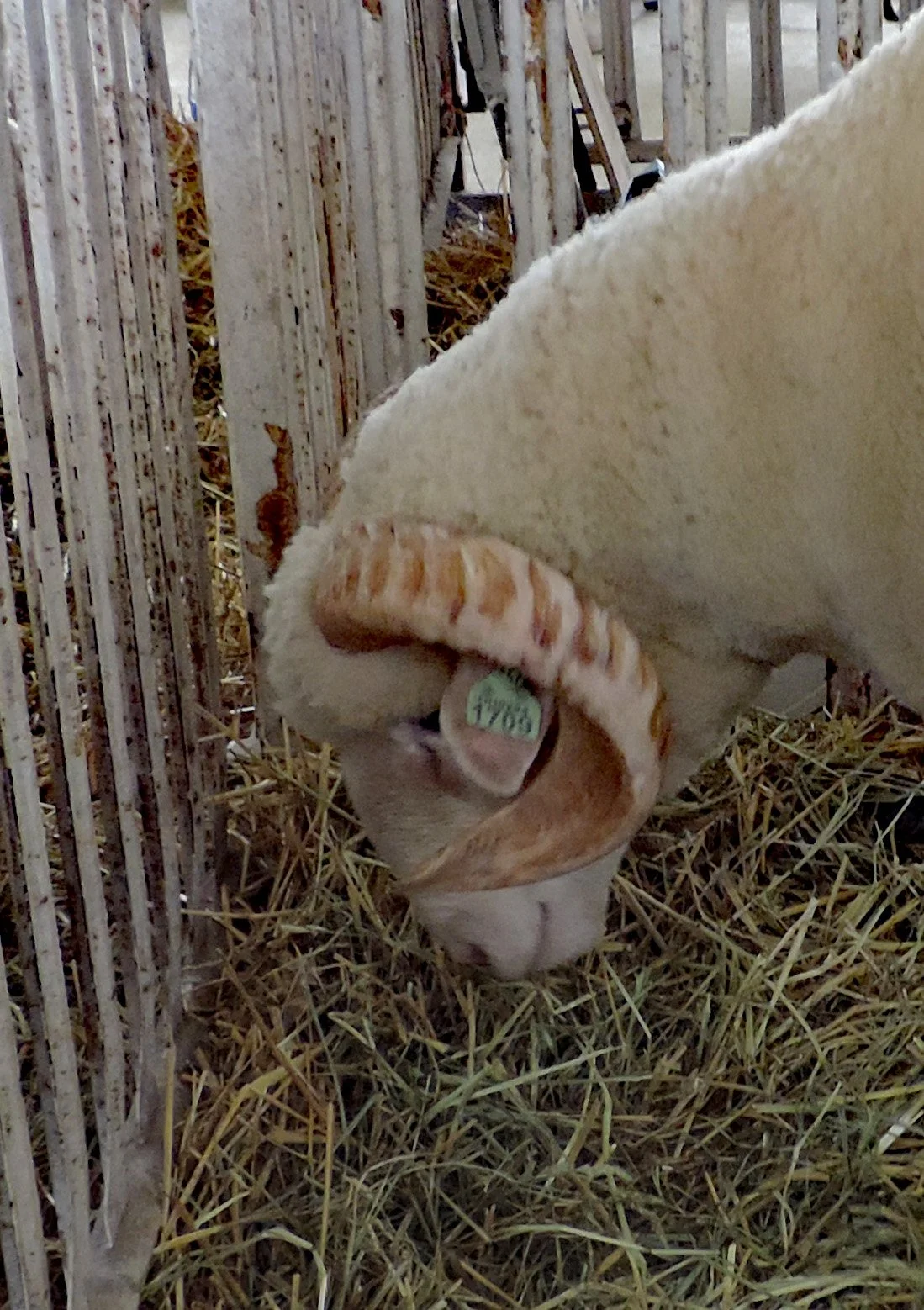 8. Chris Mammals.jpg