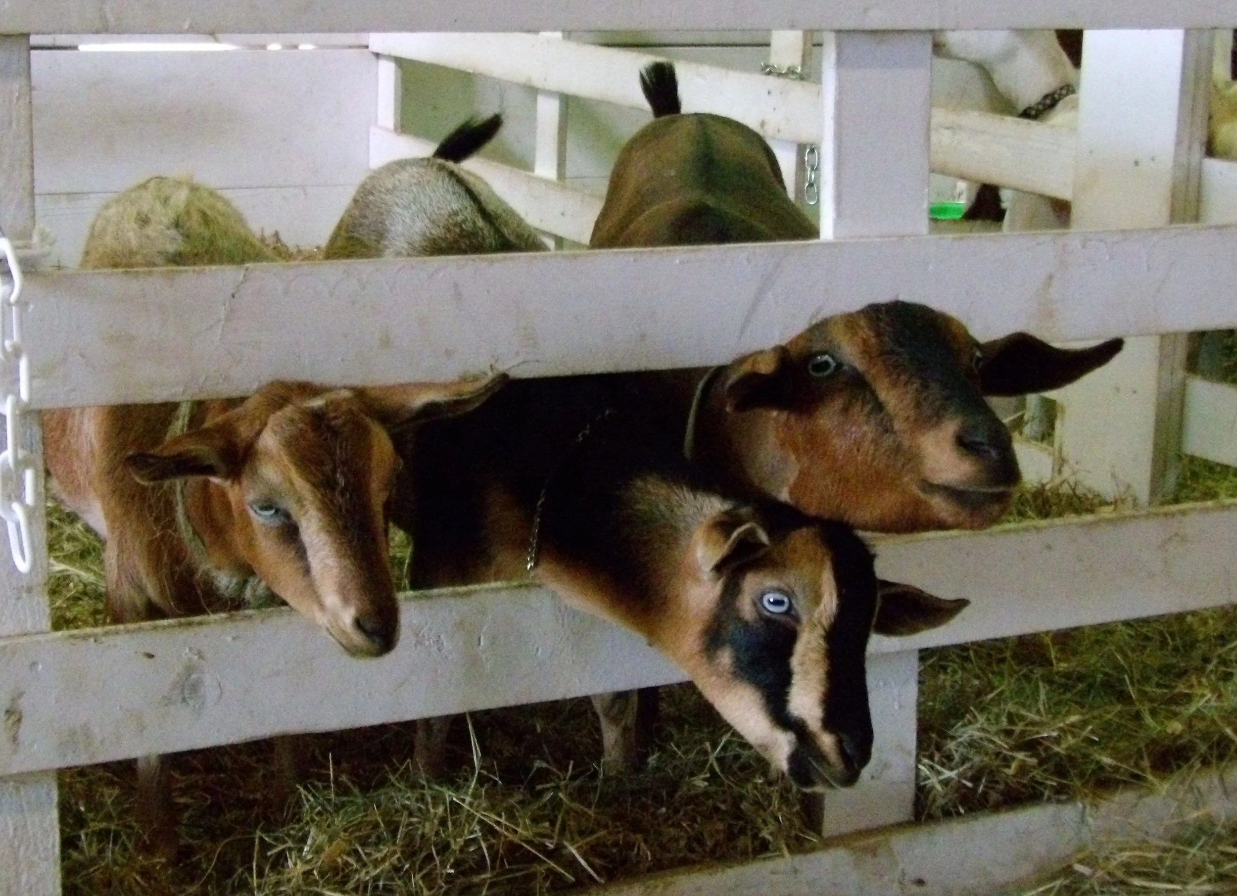 11. Robin Mammals.jpg