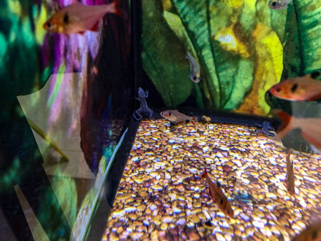 3. Ron Amphibians.jpg