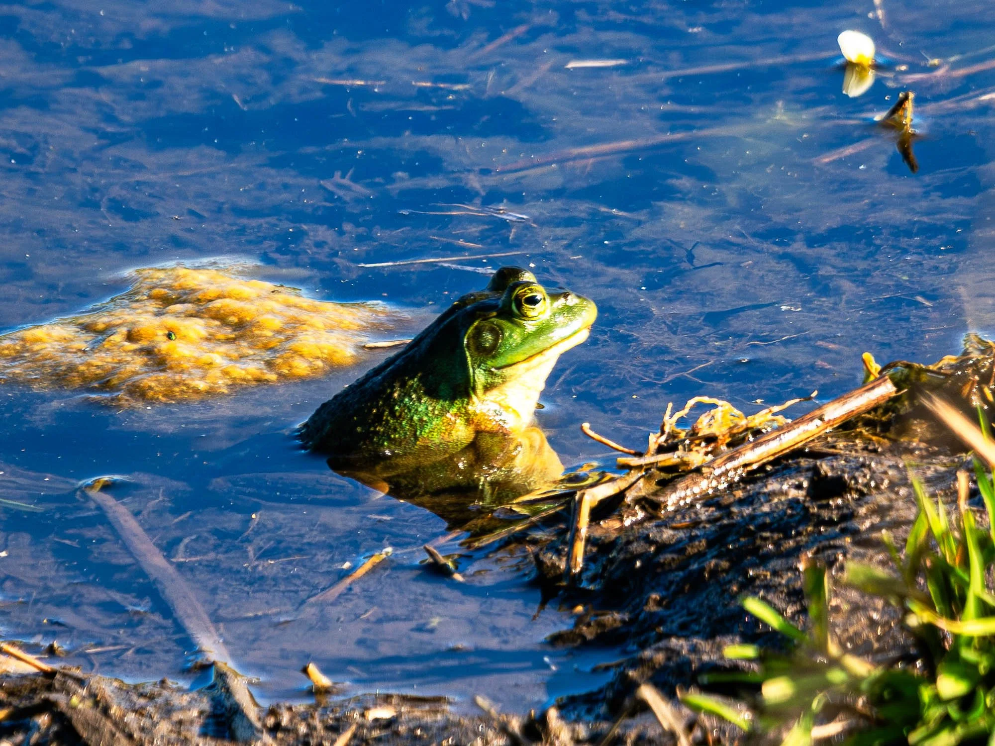 2. Chip Amphibians.jpg