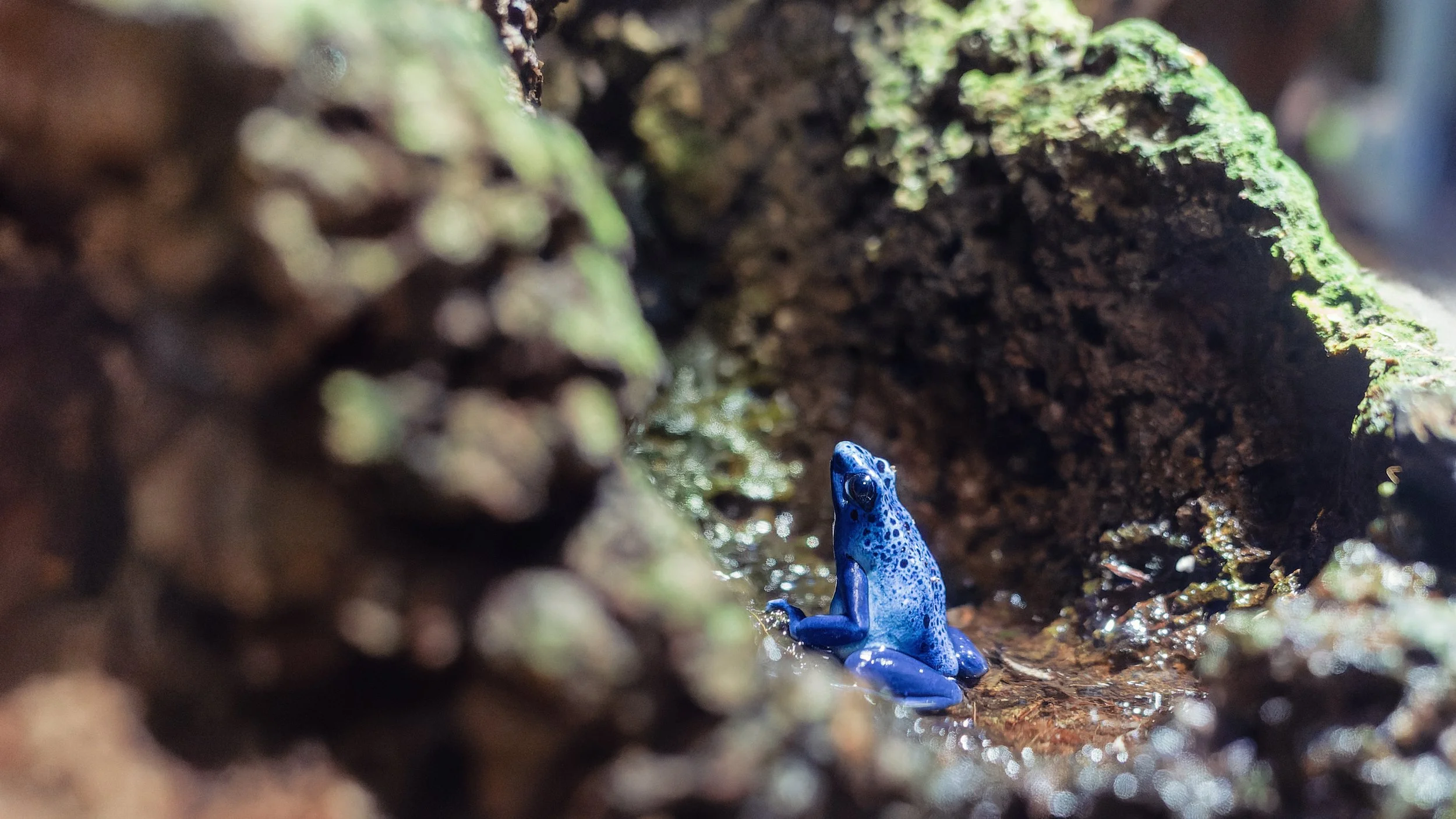 4. Charese Amphibians.jpg