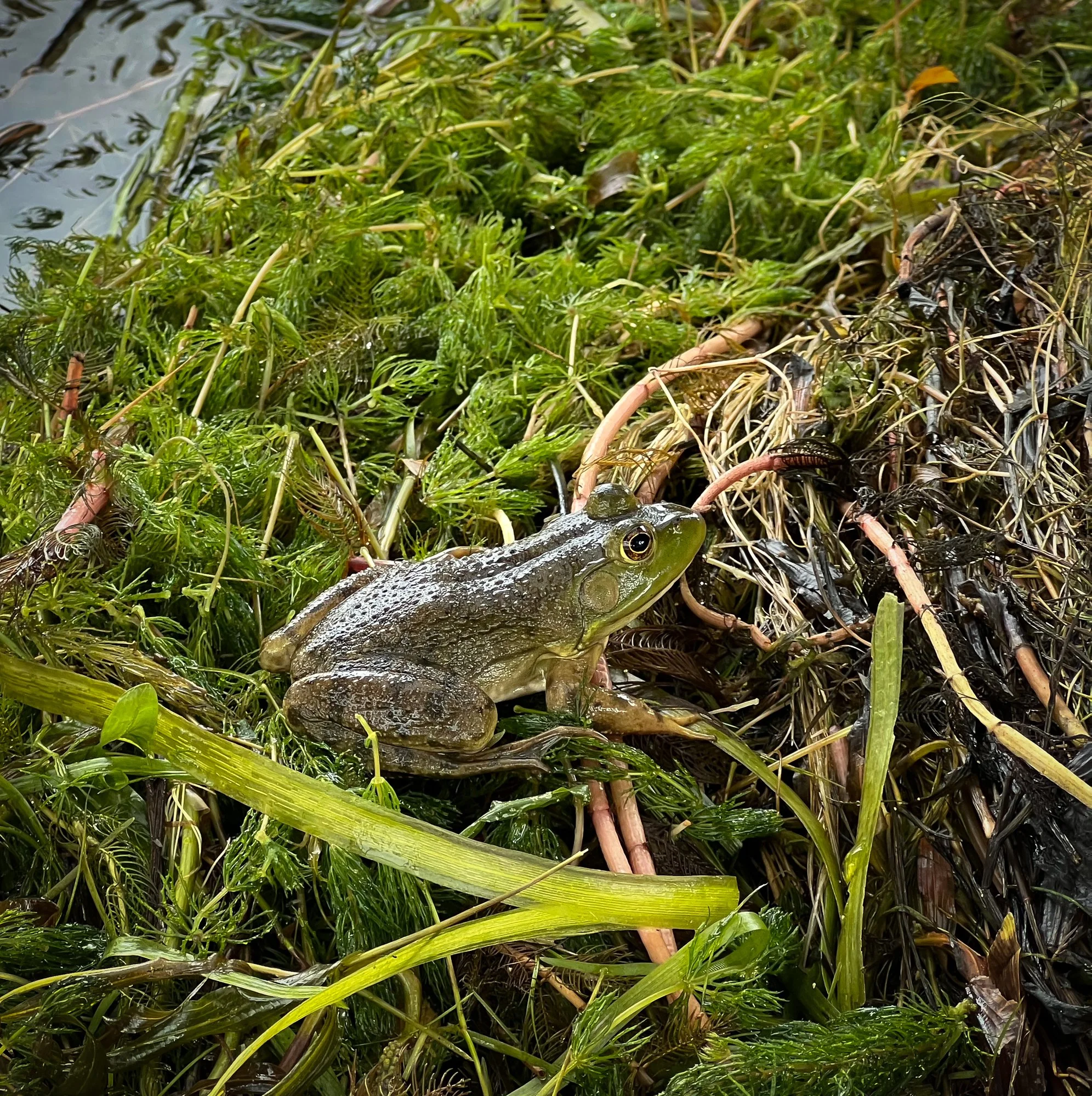 6. Bob Amphibians.jpg