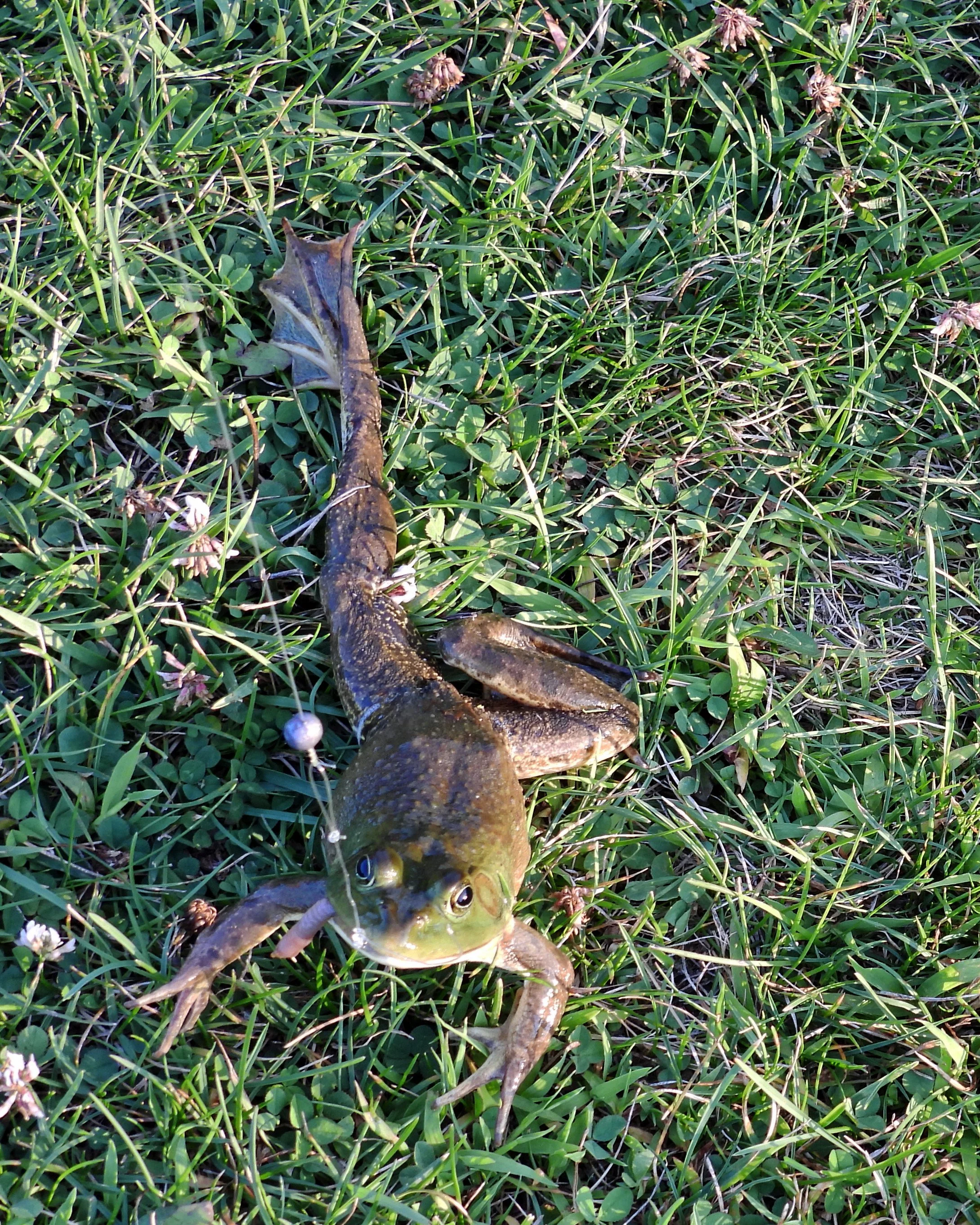 7. Chris Amphibians.jpg