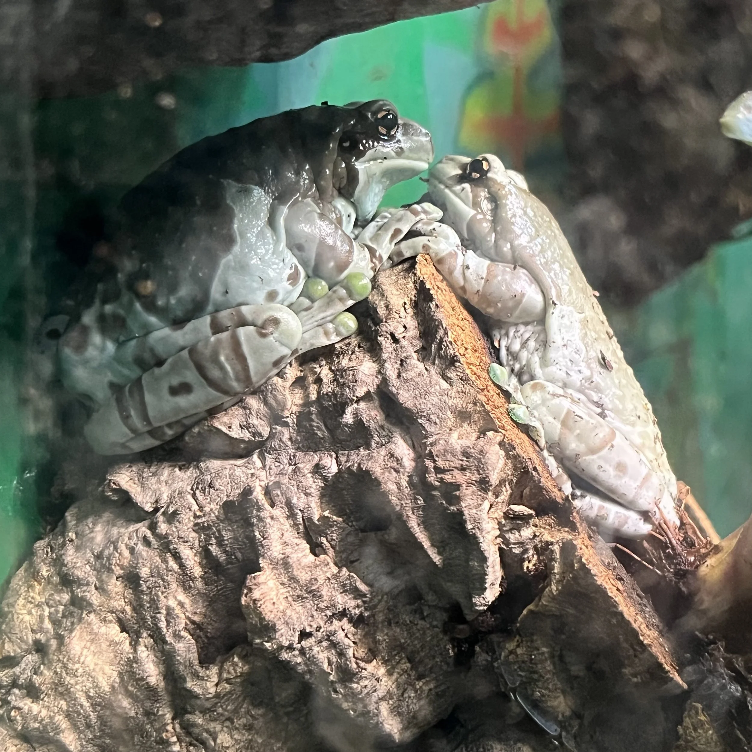 8. Cathy Amphibians.jpg