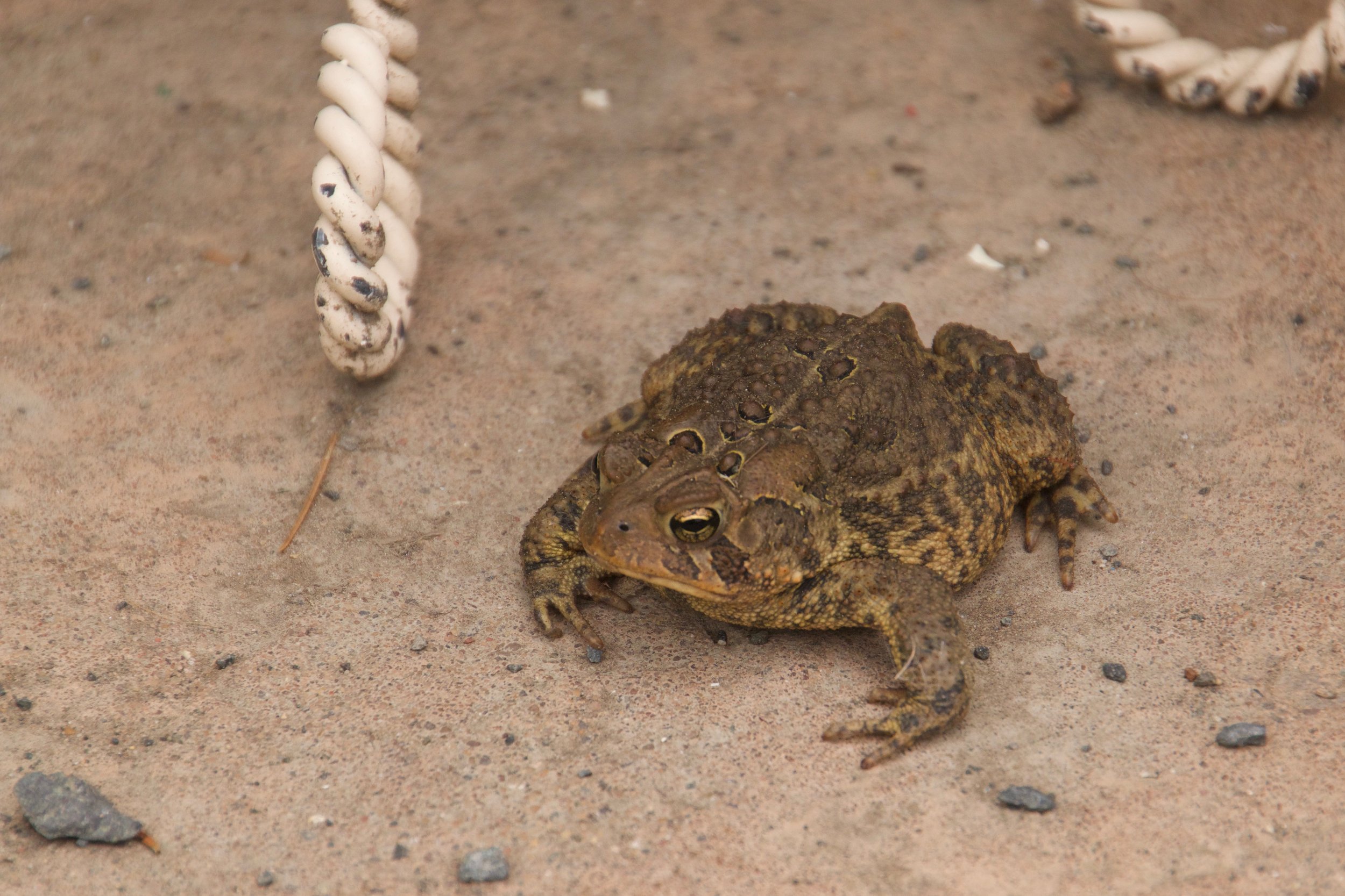9. Glen Amphibians.jpg
