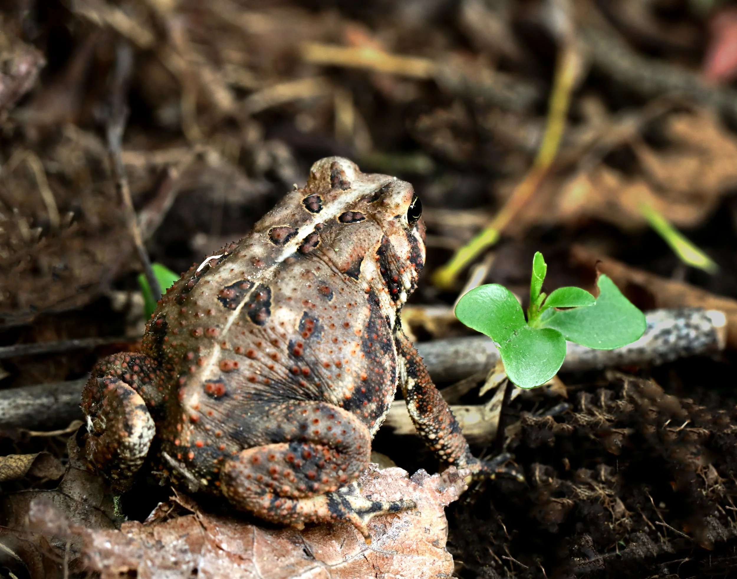 1. Kavita Amphibians.JPEG