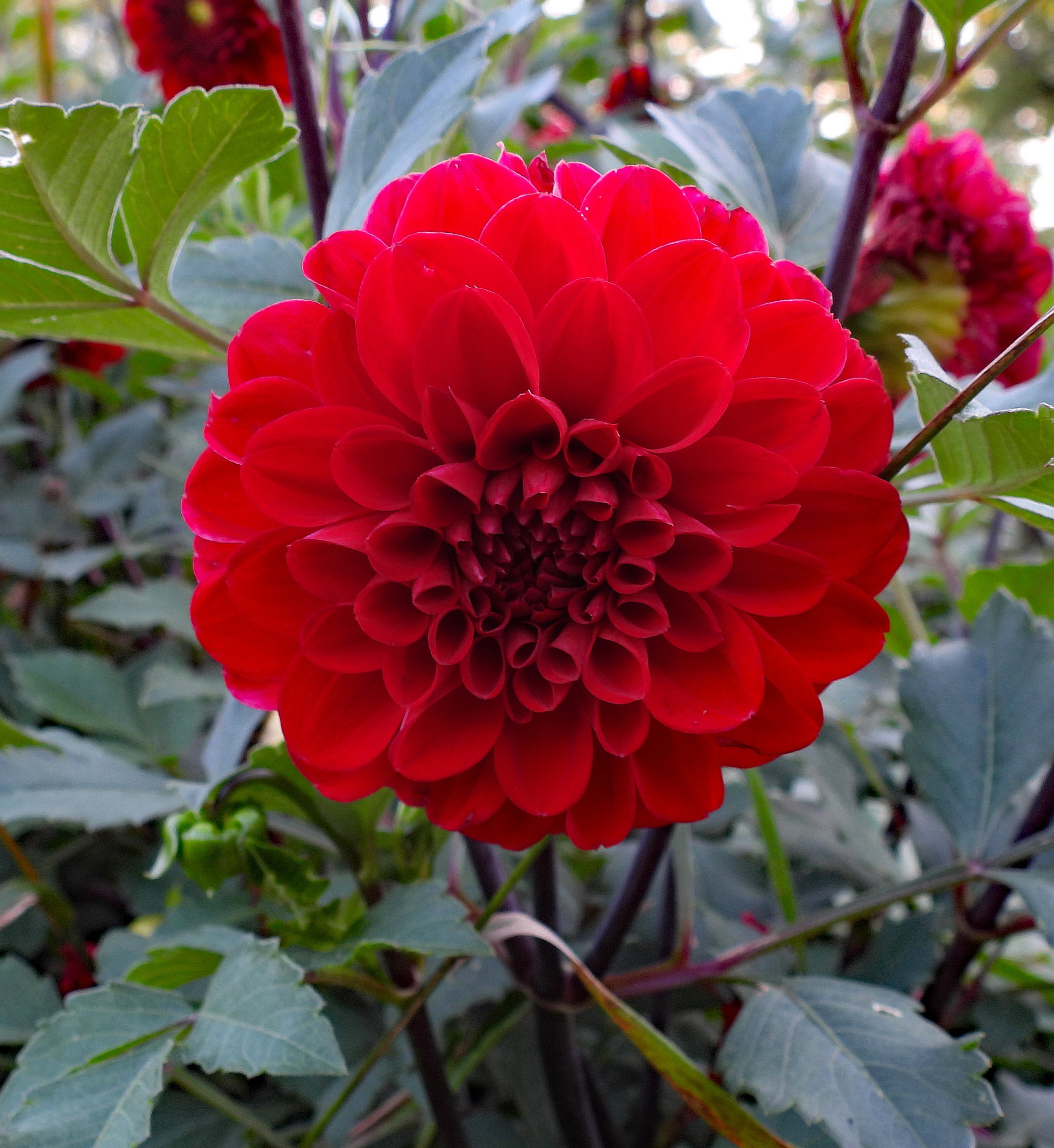 9. Chris Flowers.jpg