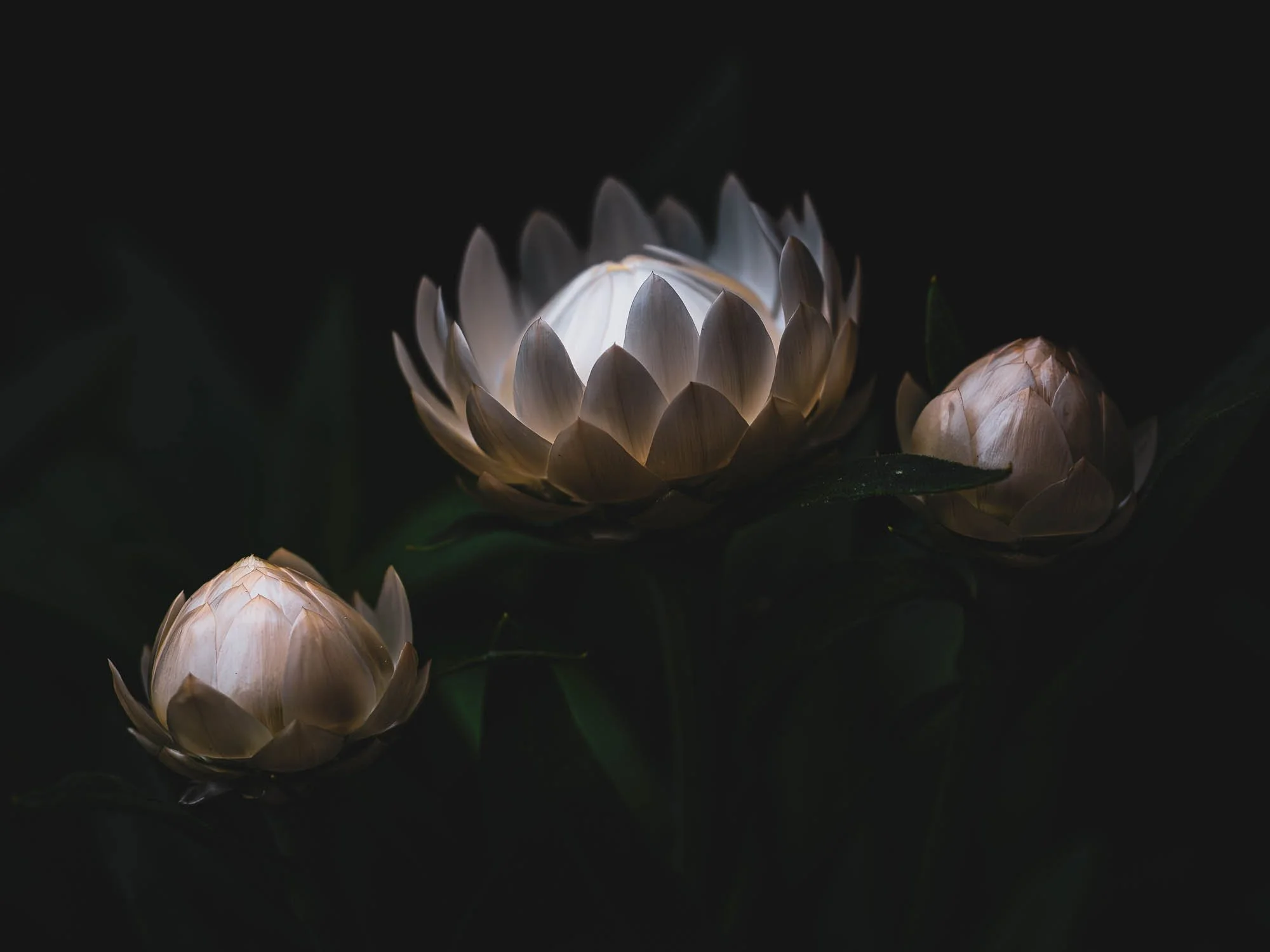 11. Chip Flowers.jpg