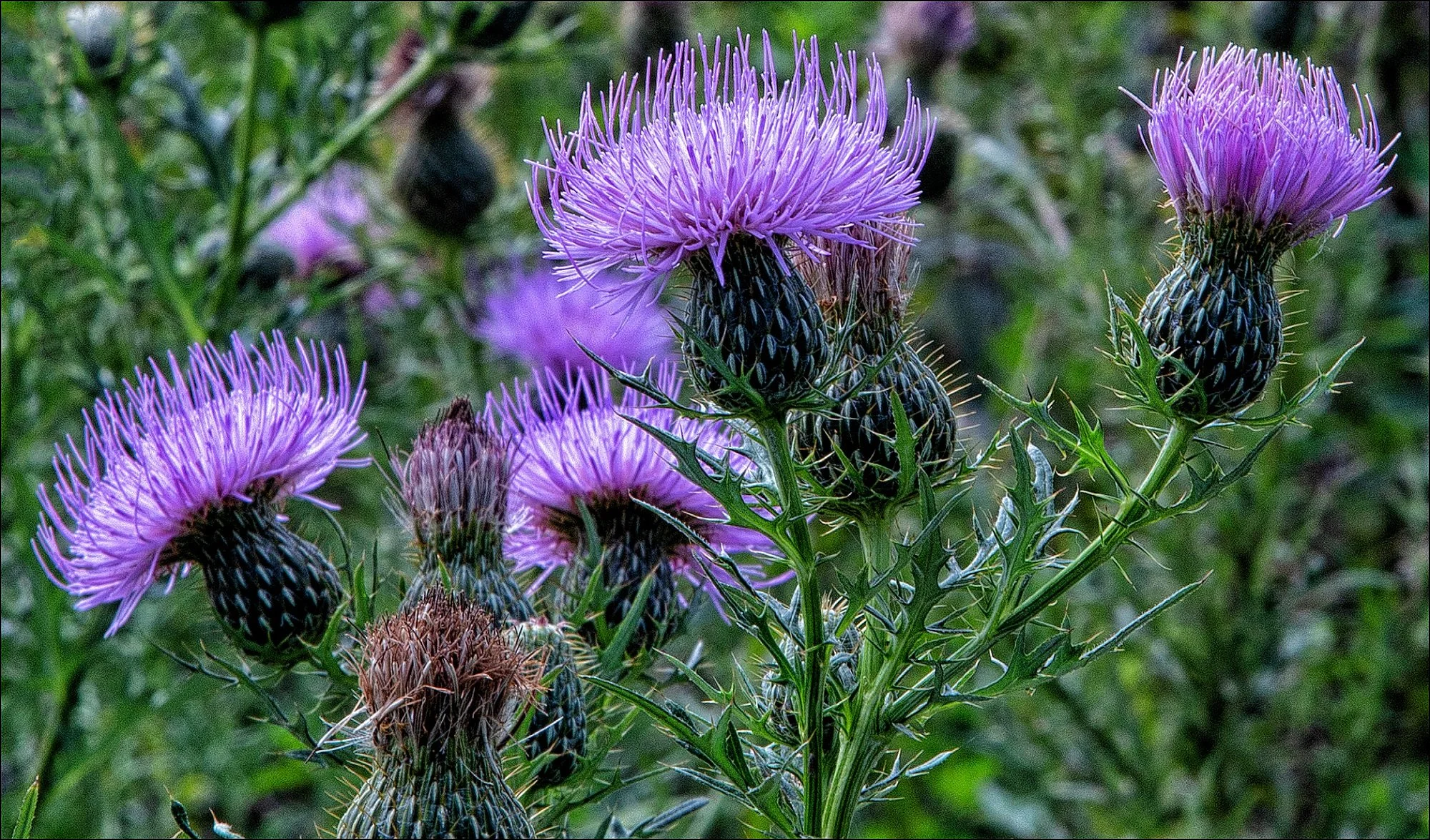 13. Trish Flowers.jpg