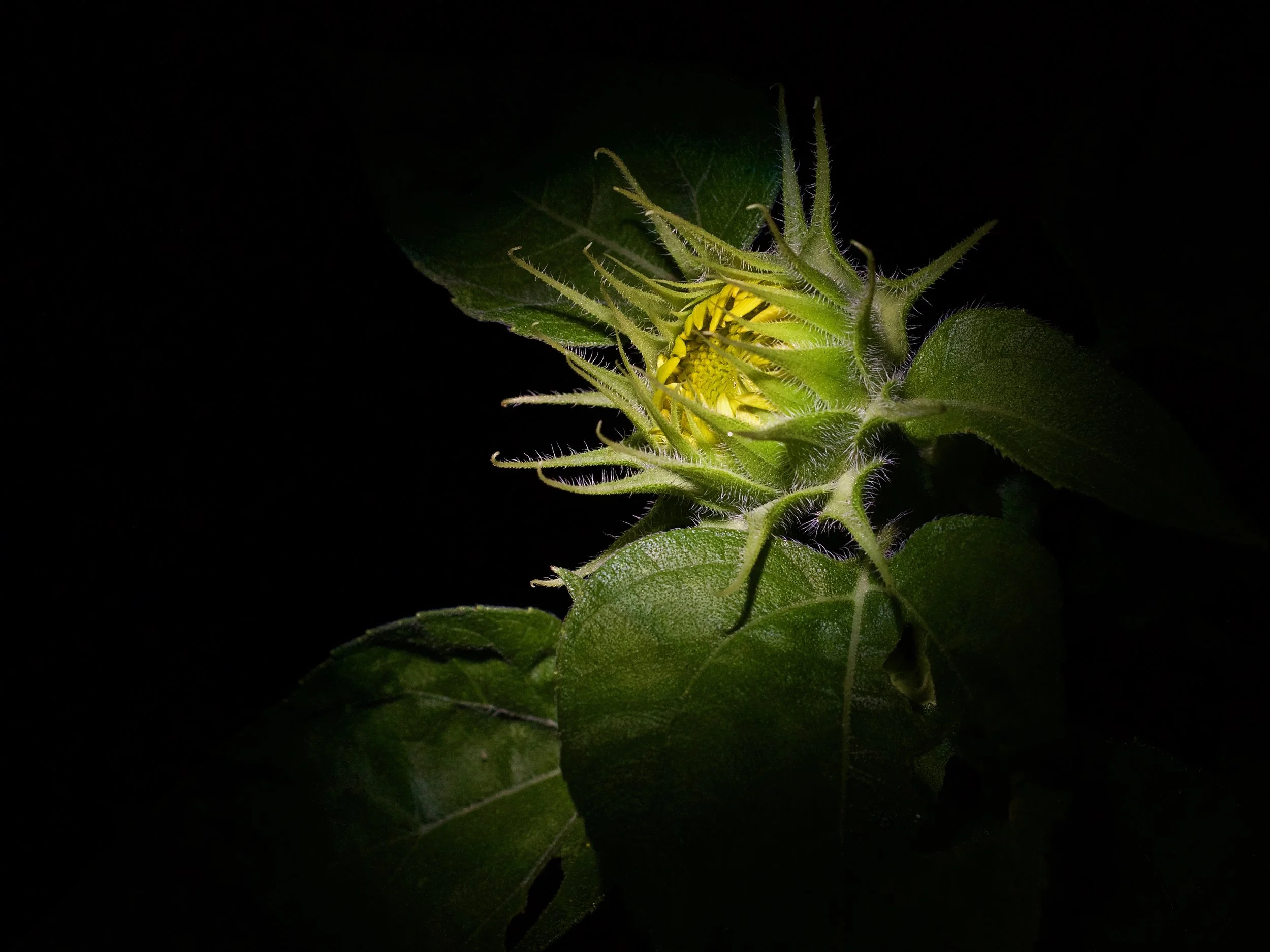 12. Glen Flowers.jpg