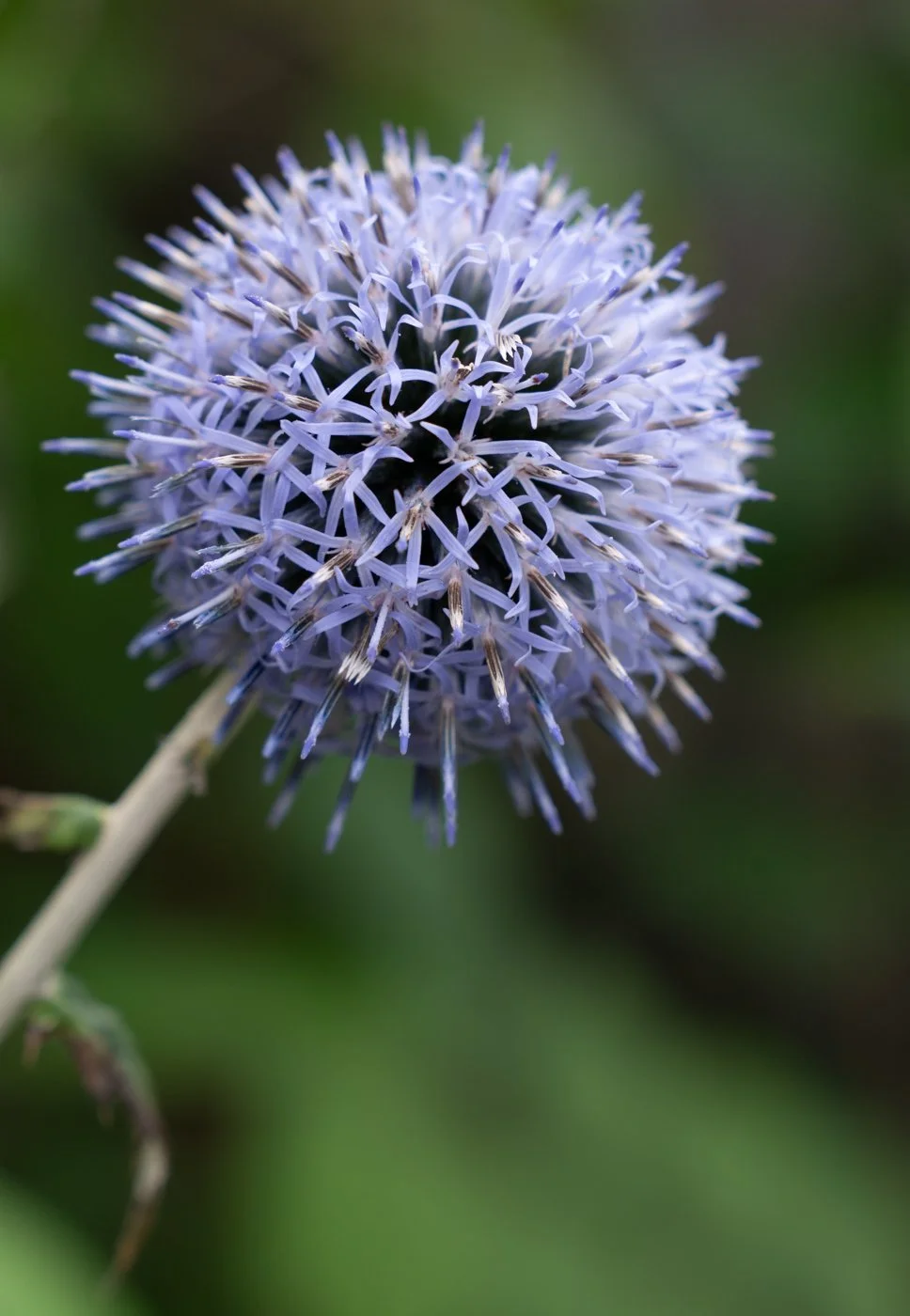 15. Mary Flowers.jpg