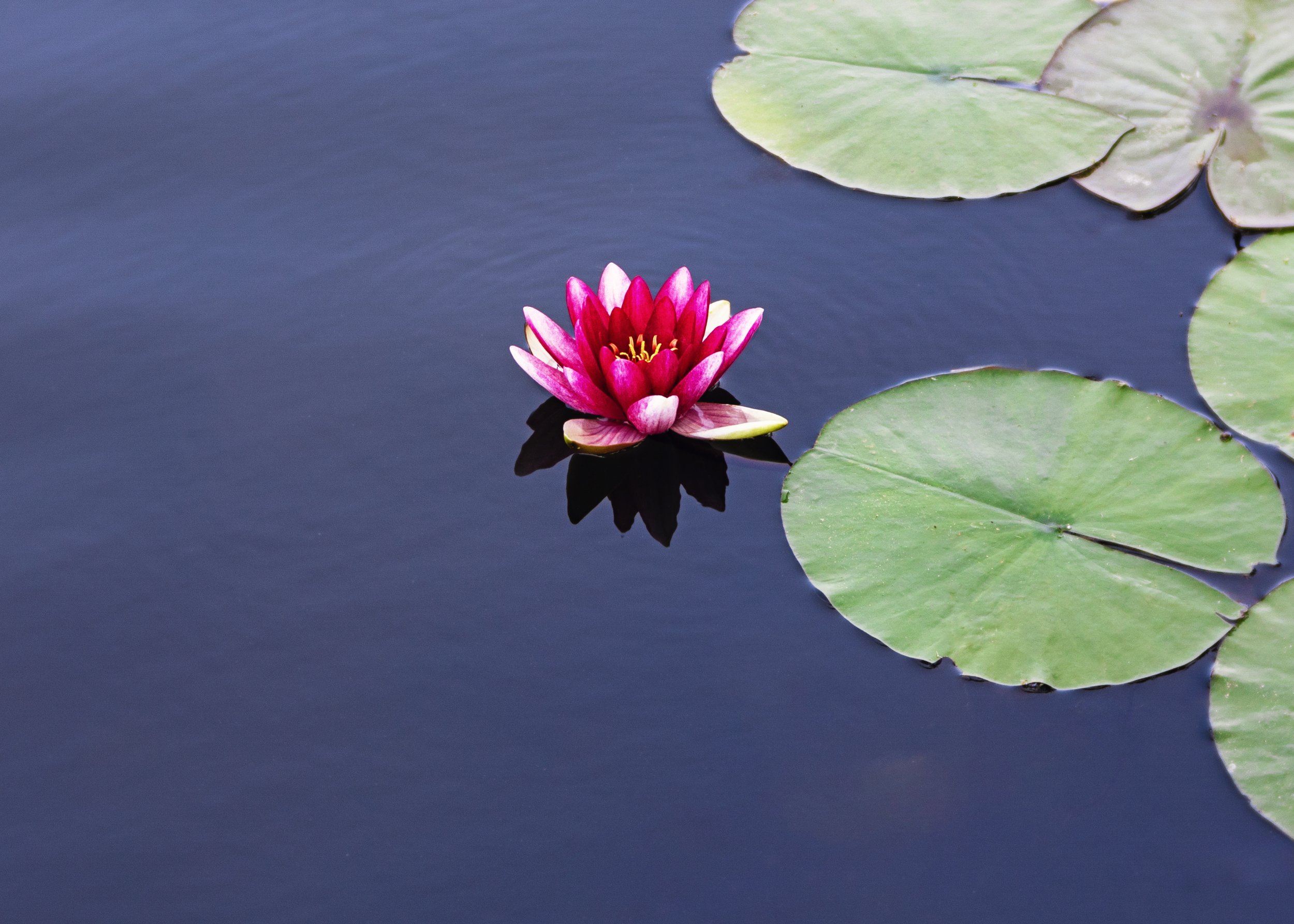 14. Charese Flowers.jpg