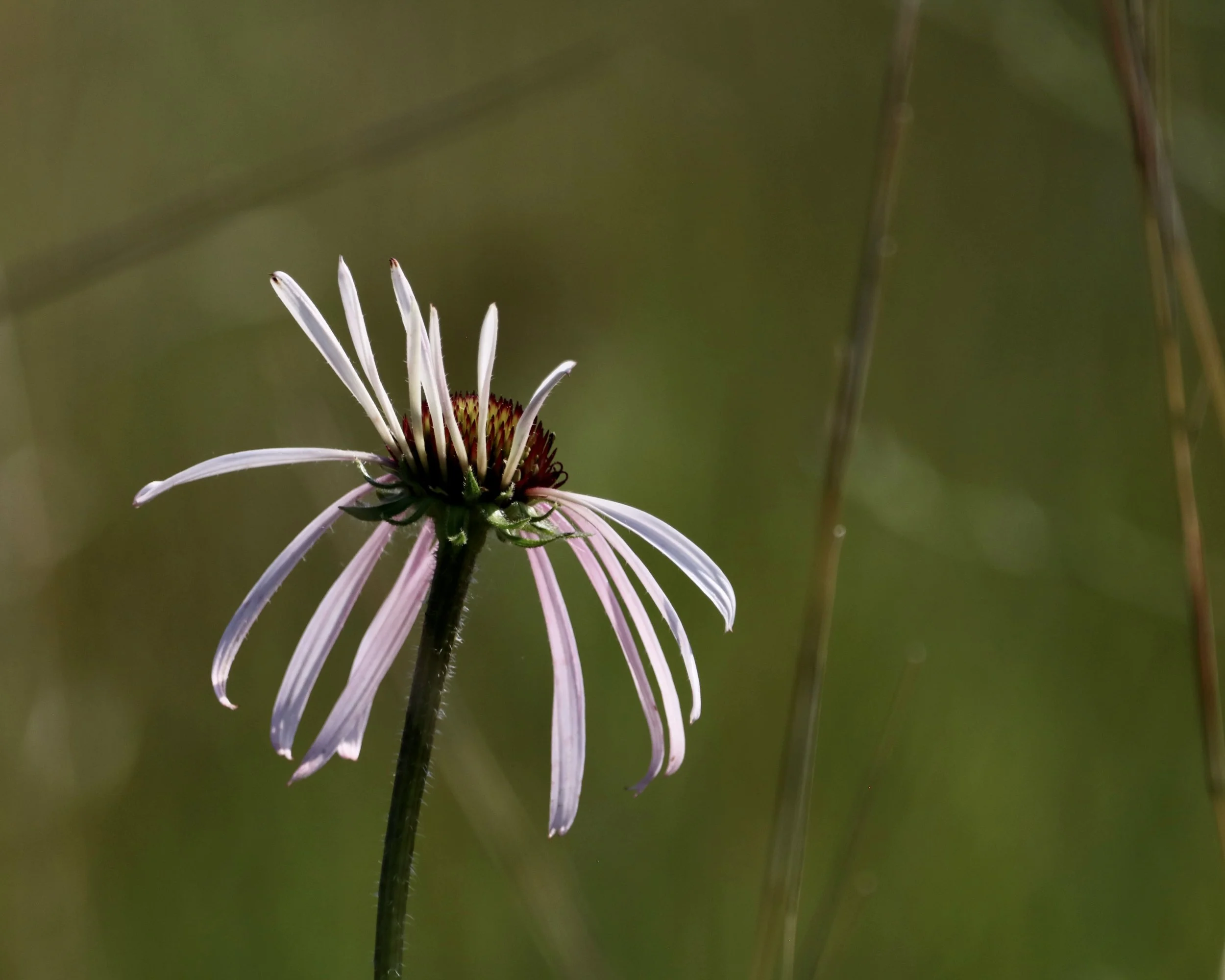 2. Kavita Flowers.jpg