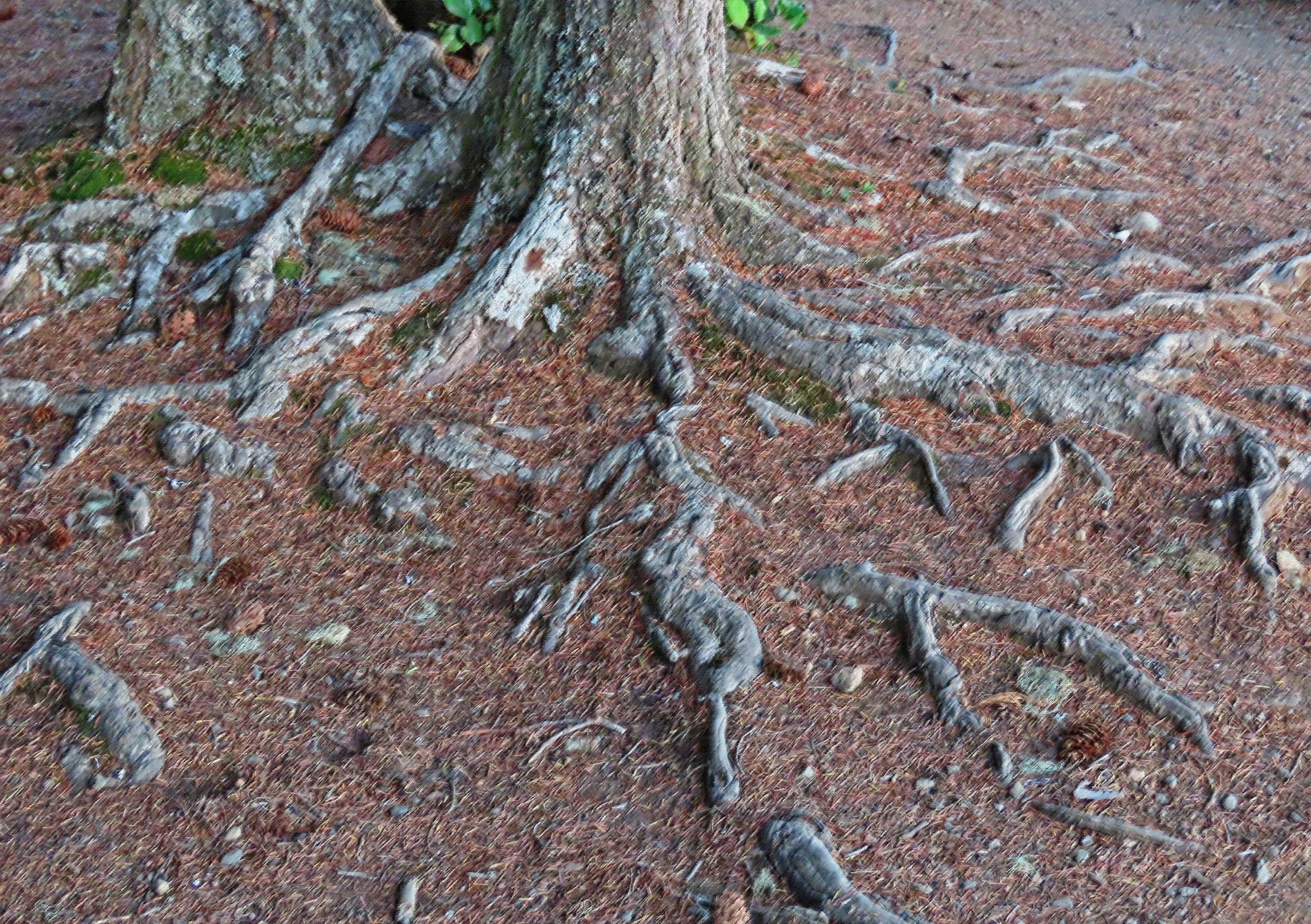 9. Marlene Trees.jpg