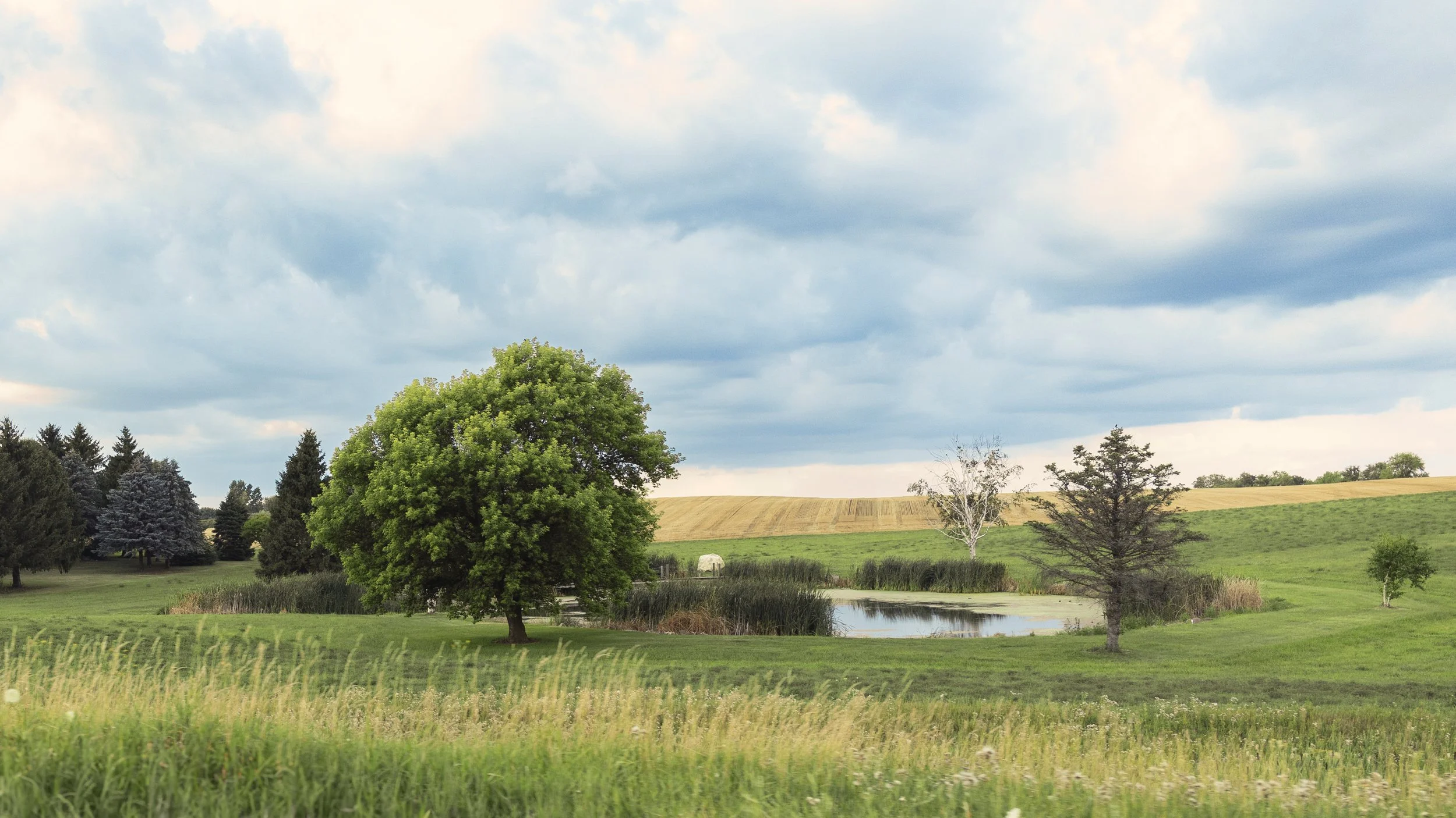 10. Charese Trees.jpg