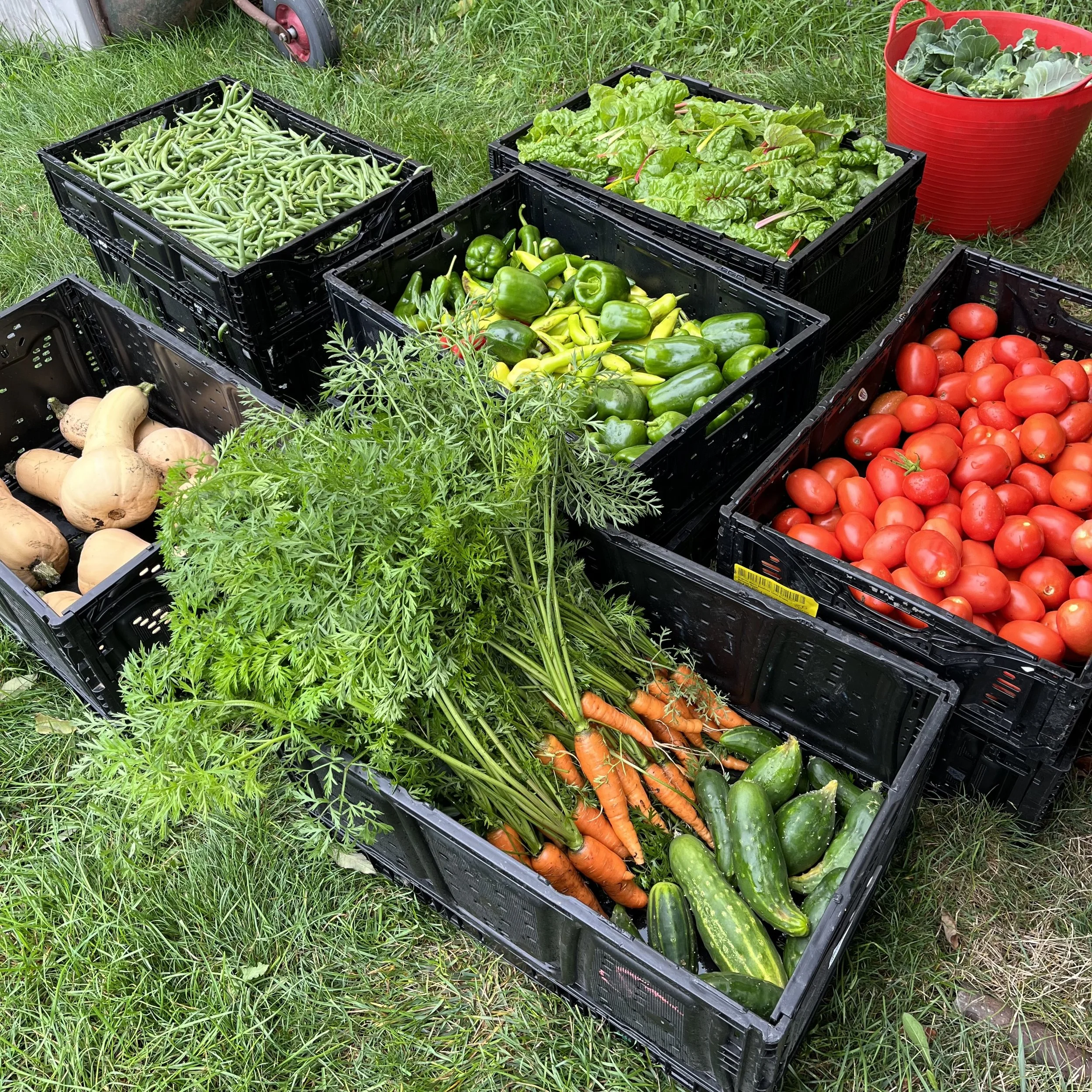 7. Cathy Vegetables.jpg