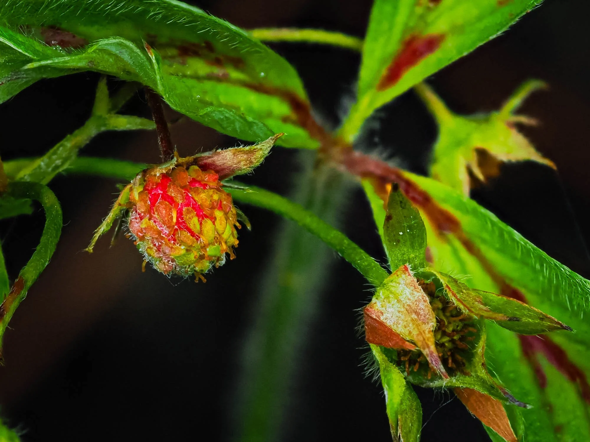 10. Chip Vegetables.jpg