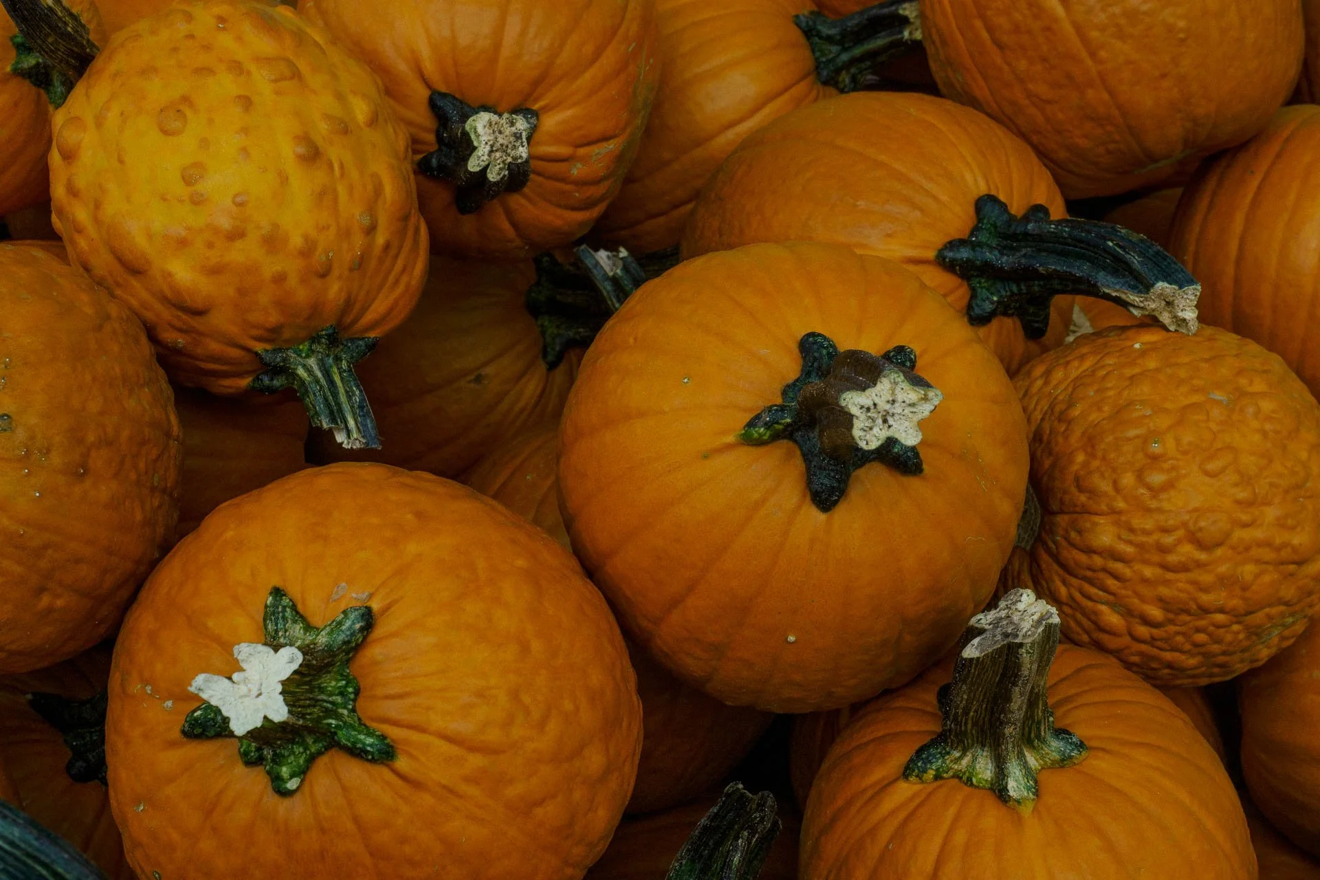 2. Kathy Vegetables.jpg