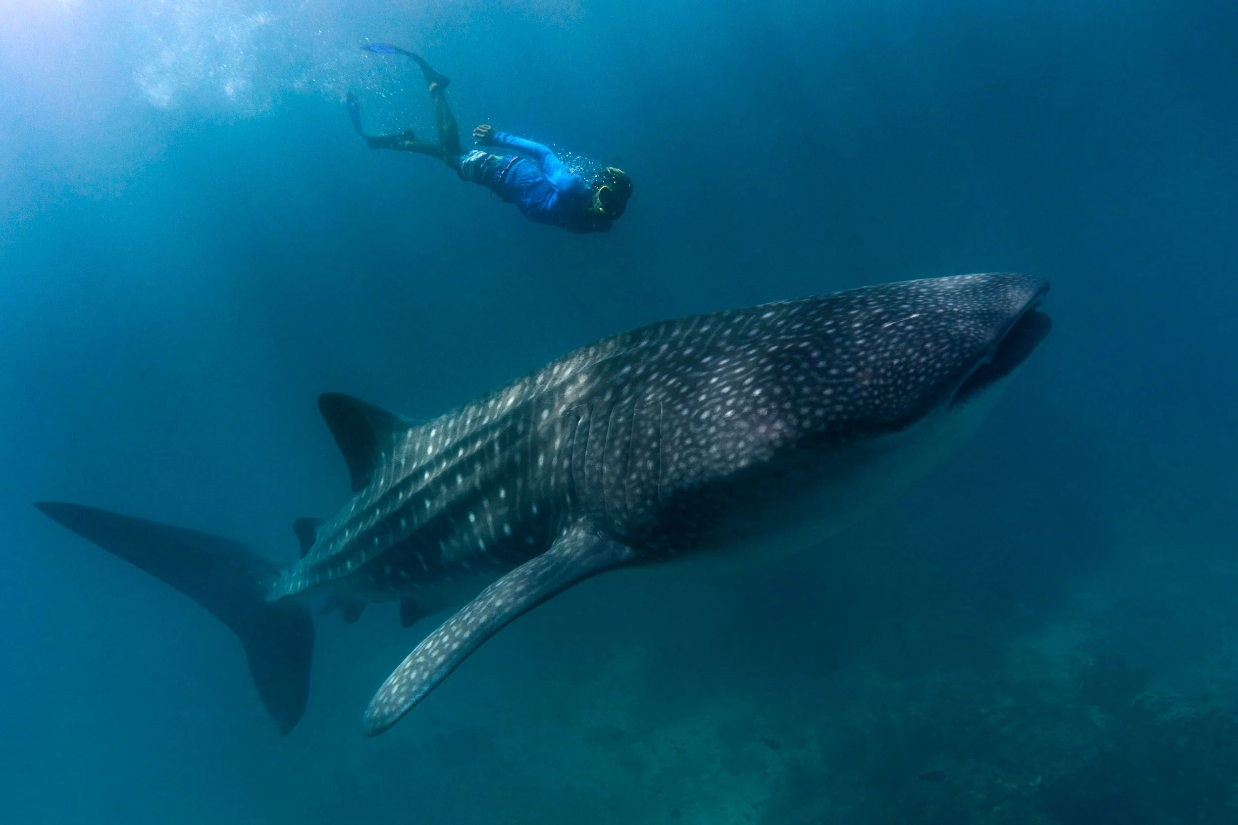 swimming with whale shark in panama