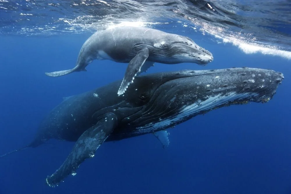 coiba national park whale watching