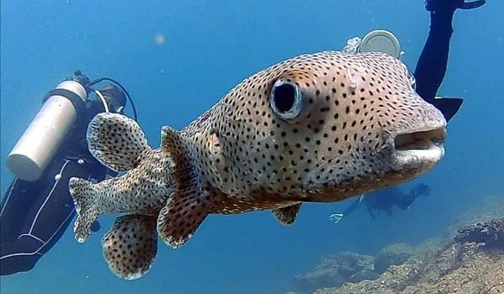scuba diving coiba national park panama