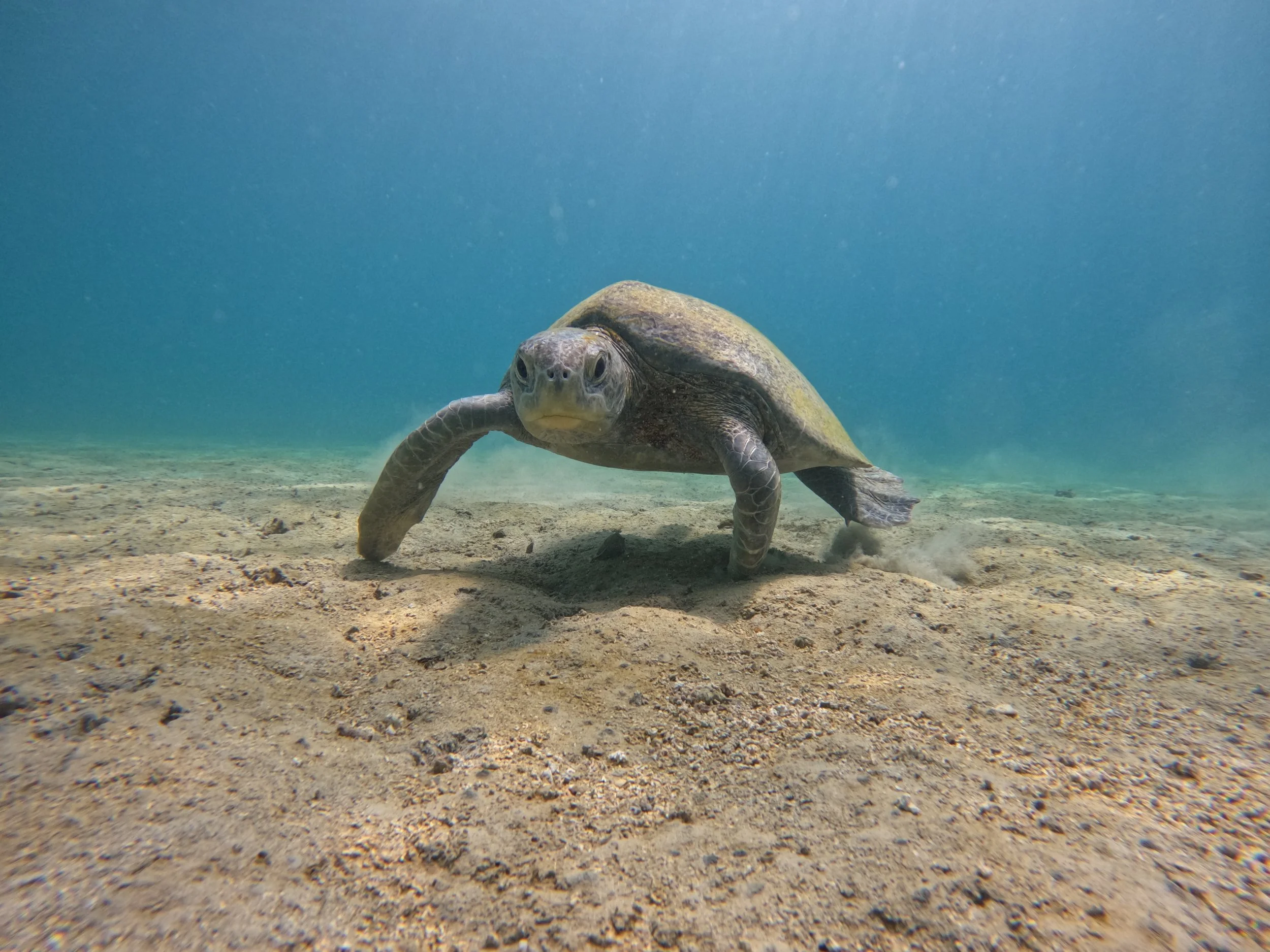 turtle in coiba national park panama
