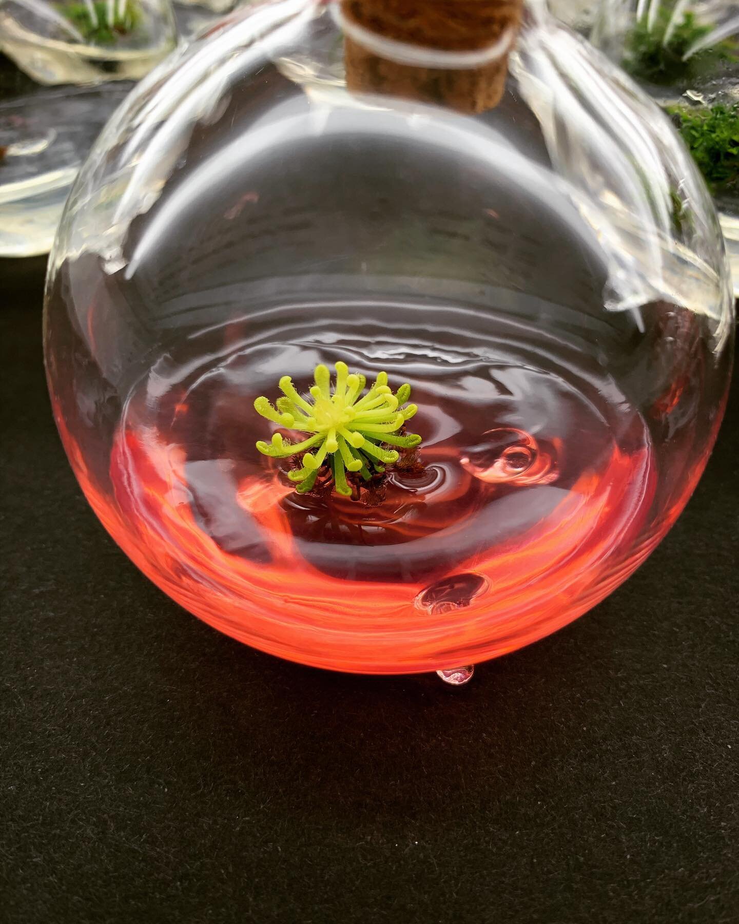 When Living Glass plants are left in the dark; they continue to grow but lose their colour. Comment below on why you think that happens! 🧪
.
.
.
.
.
#redefinethehouseplant #livingglass #carnivorousplants #sundew #houseplants #plants #plantsofinstagr