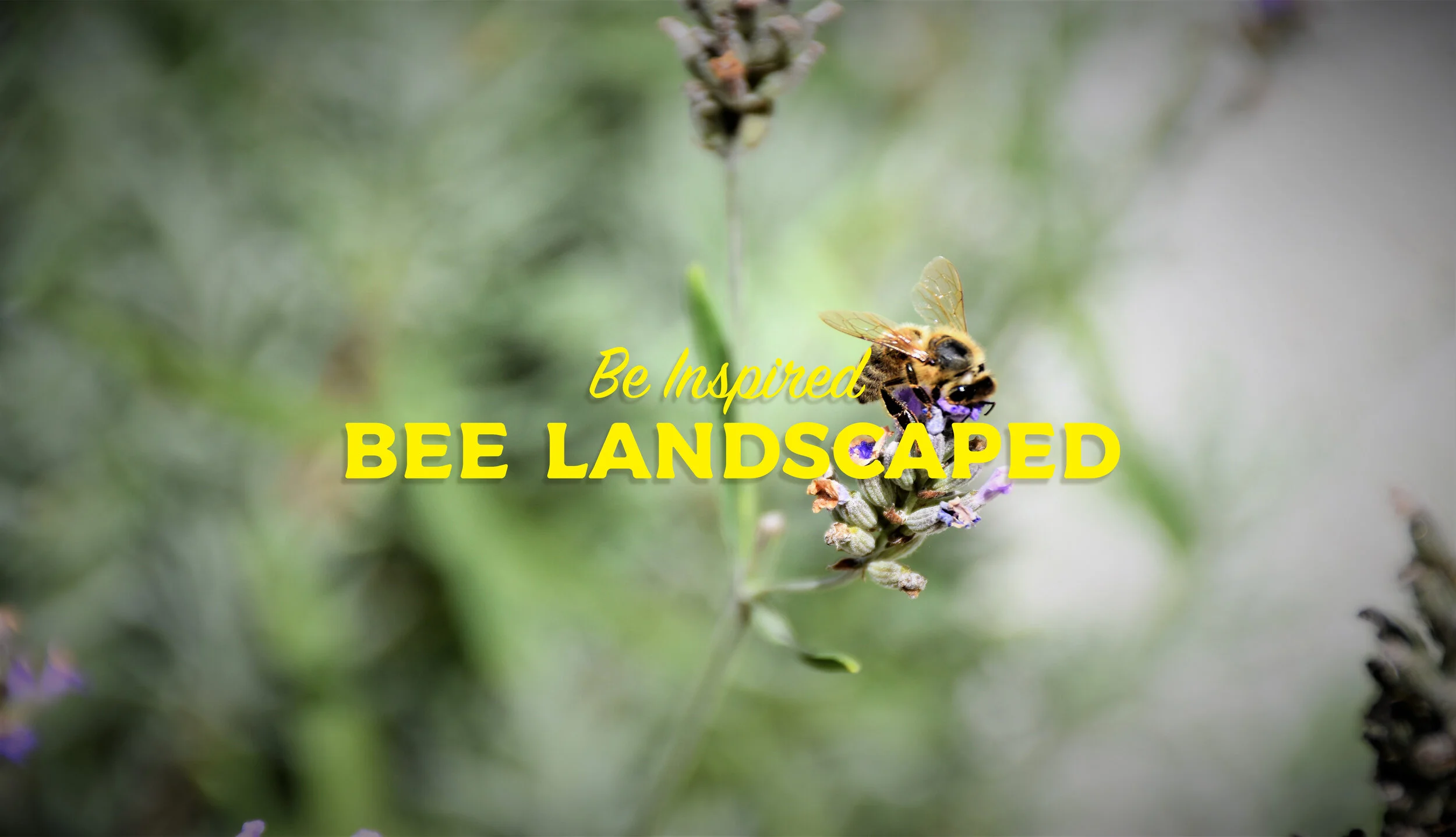 Bee Landscaped project photo